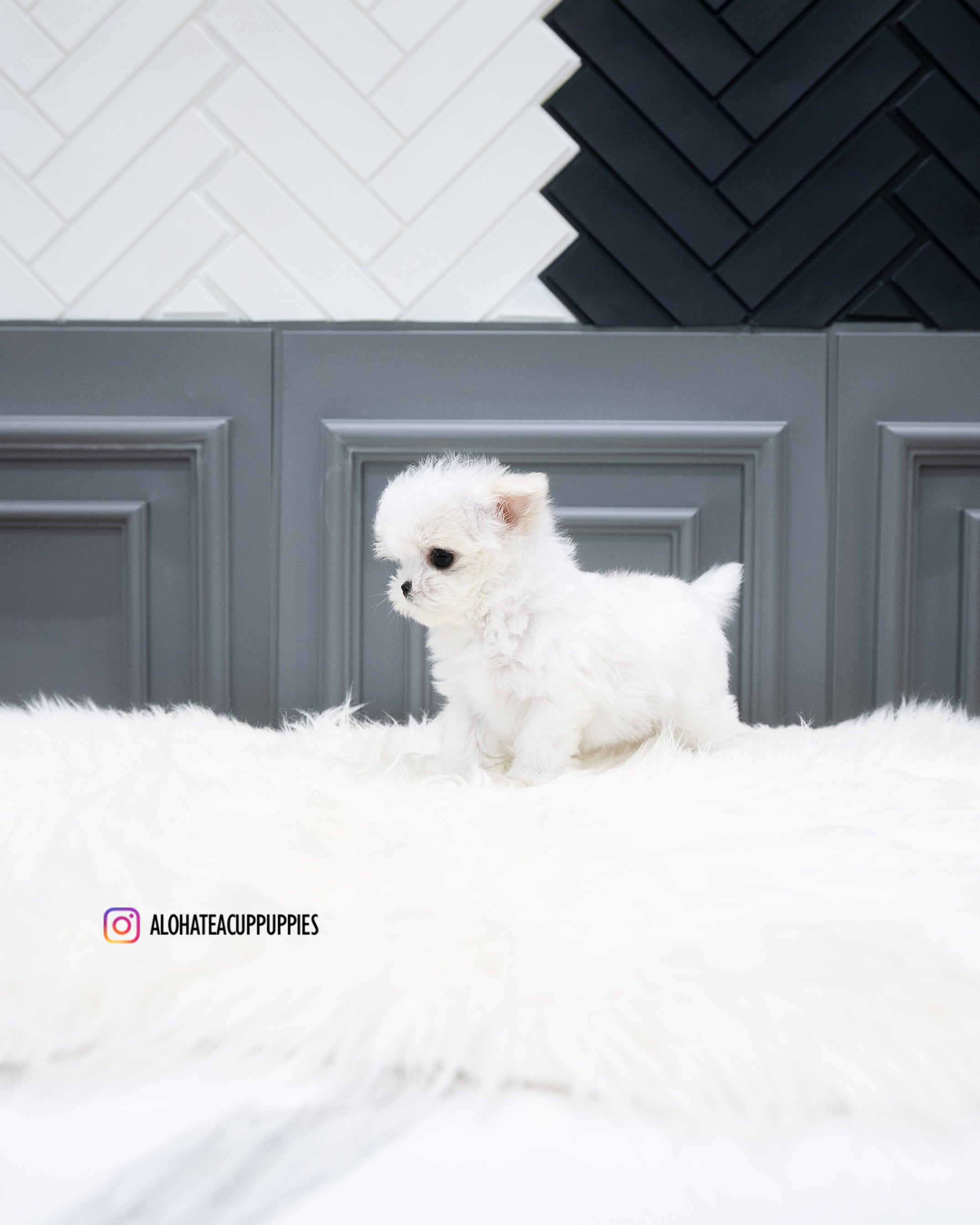Will [TEACUP MALTESE]