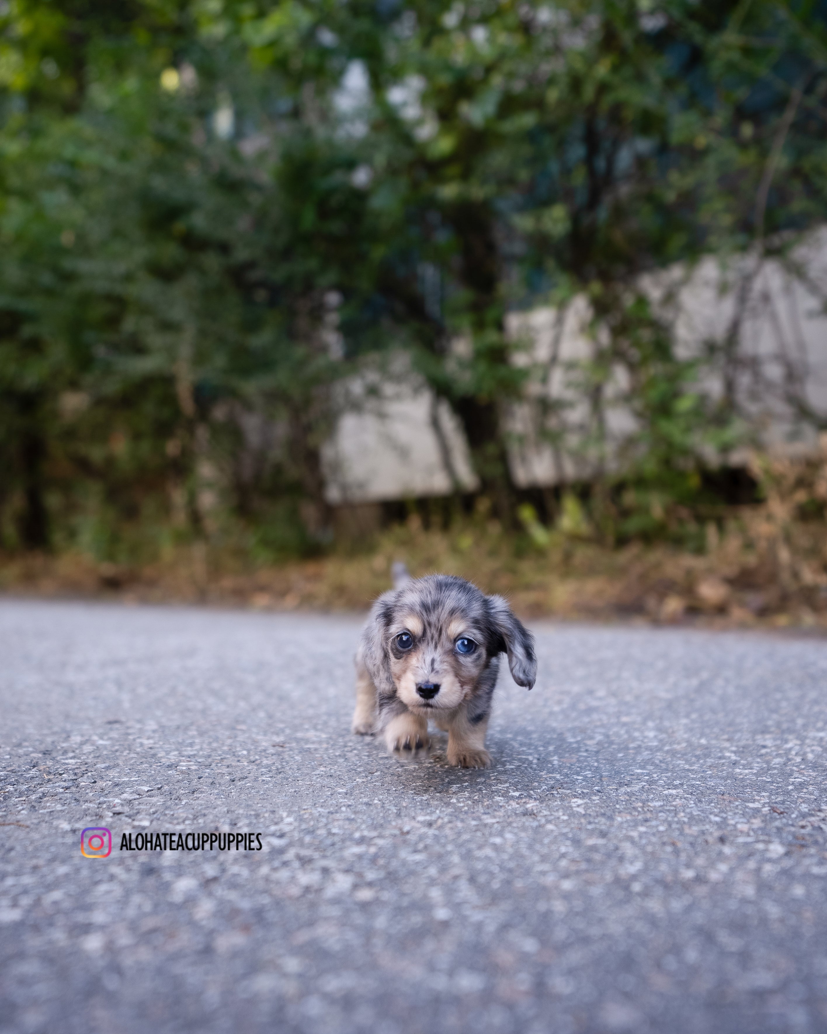 Blair [DACHSHUND TAZA DE TÉ]