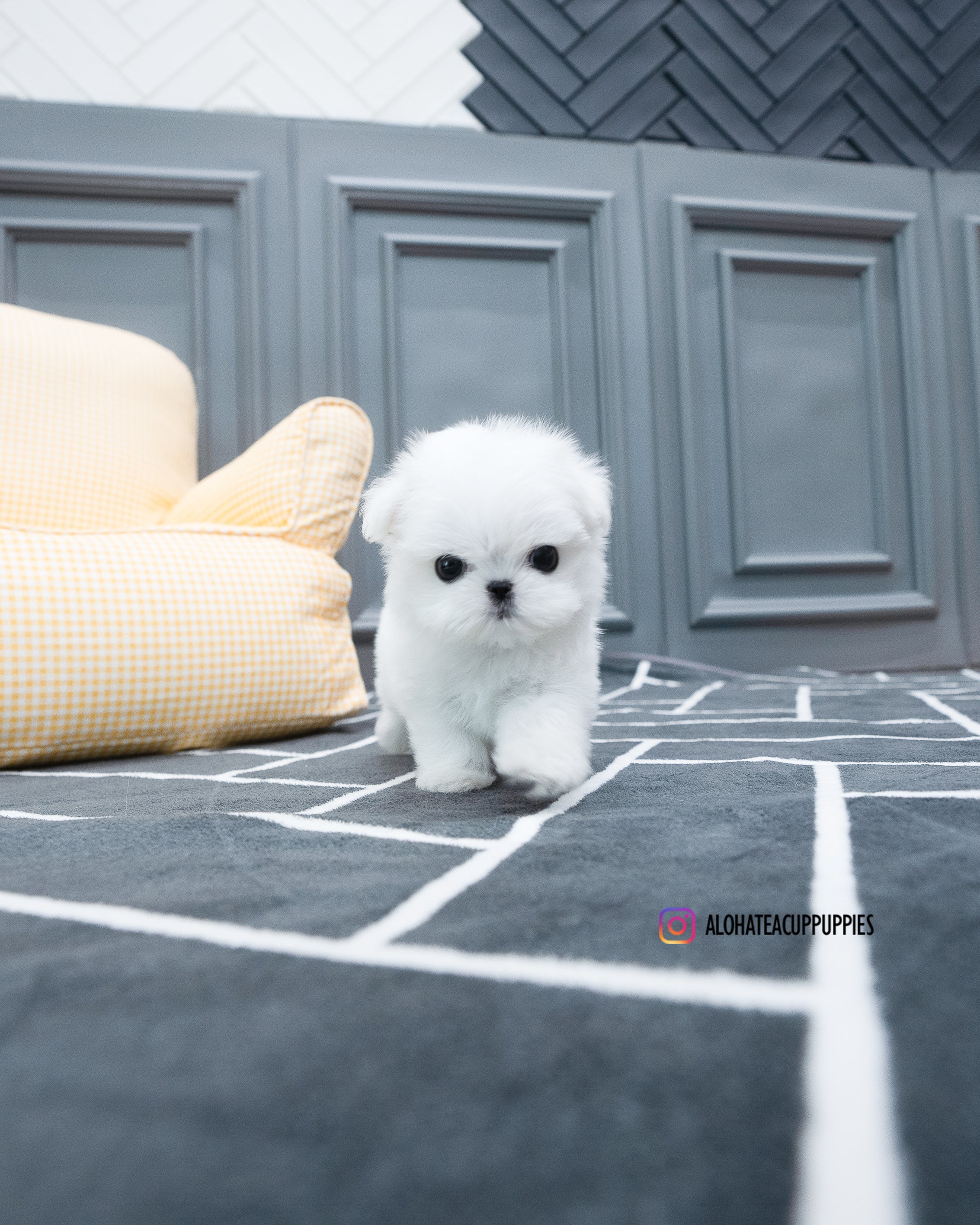 Tayo [TEACUP MALTESE]