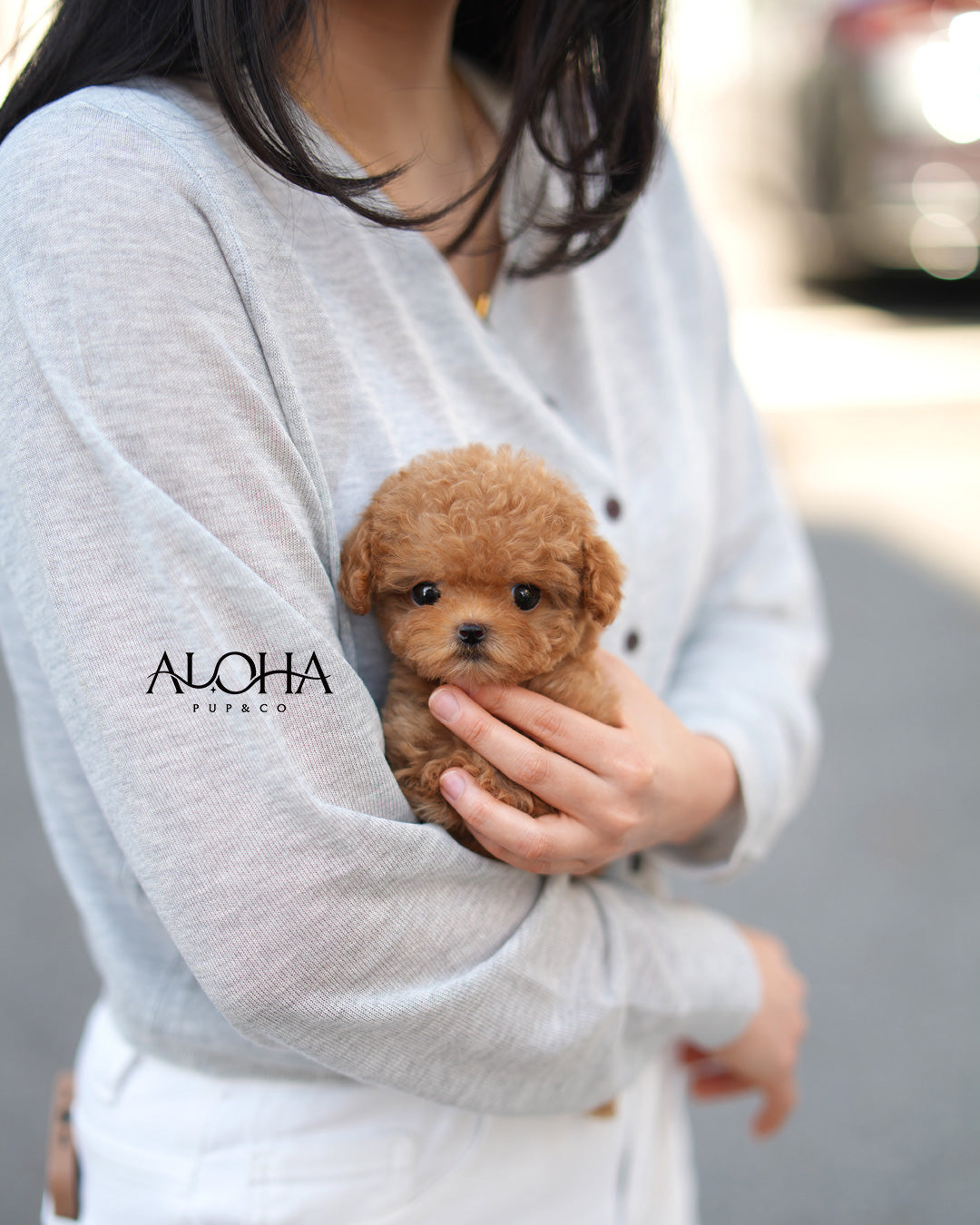 Cora [TEACUP POODLE]