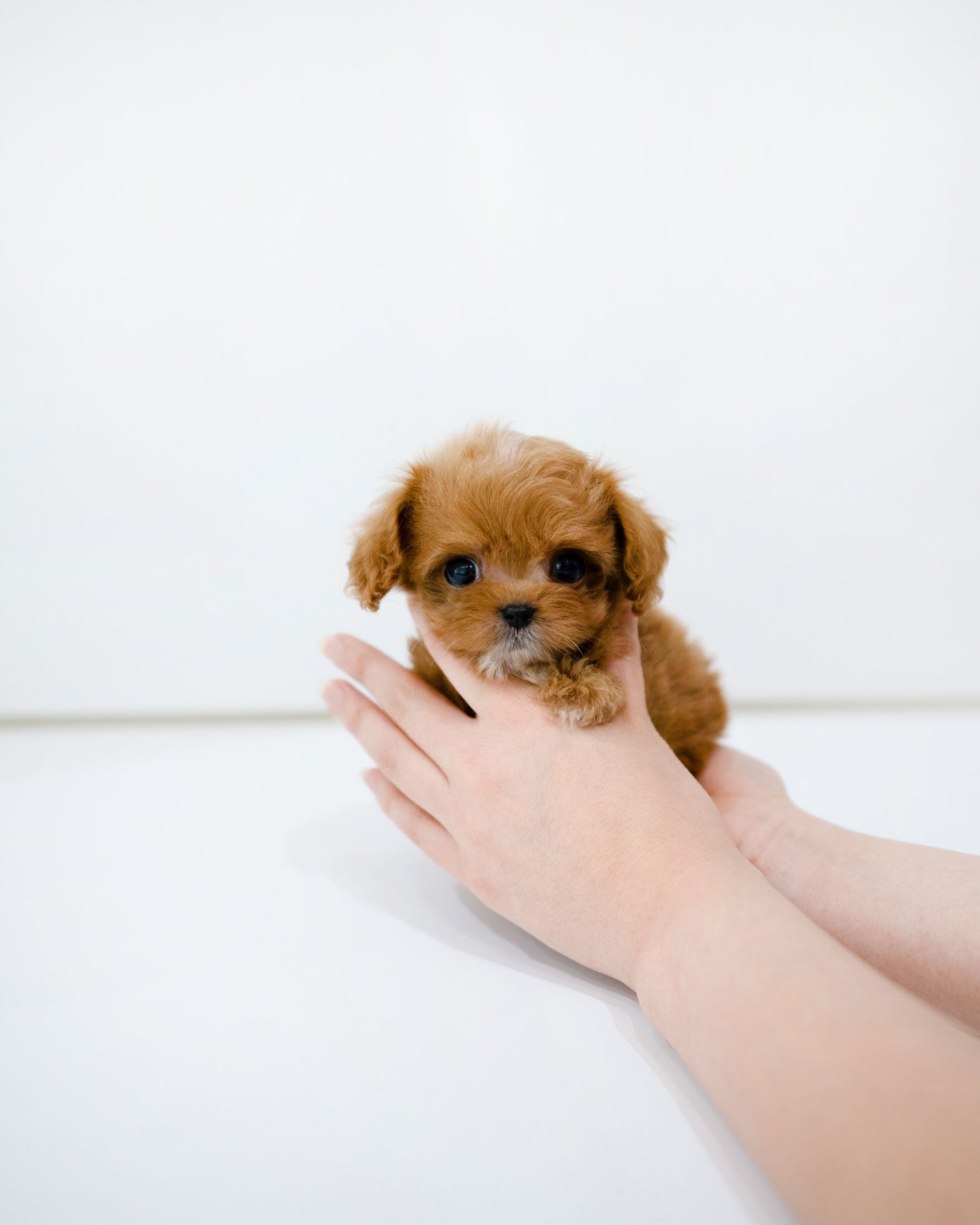 Cole [TEACUP MALTIPOO]