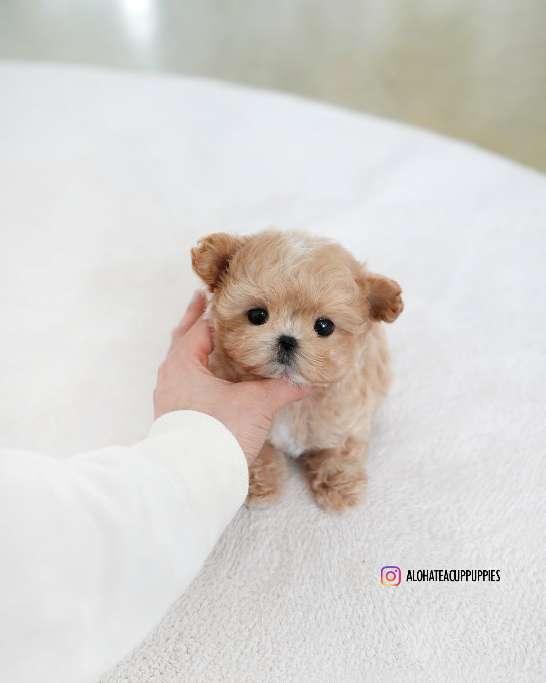 Manon [TEACUP MALTIPOO]