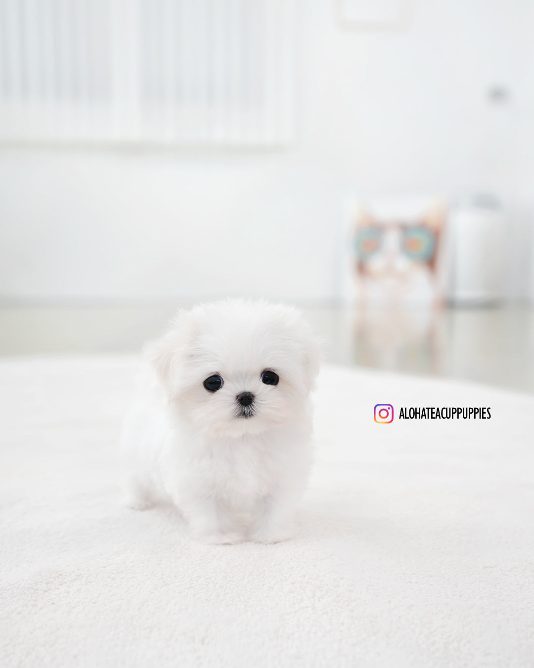 Sunny [TEACUP MALTESE]