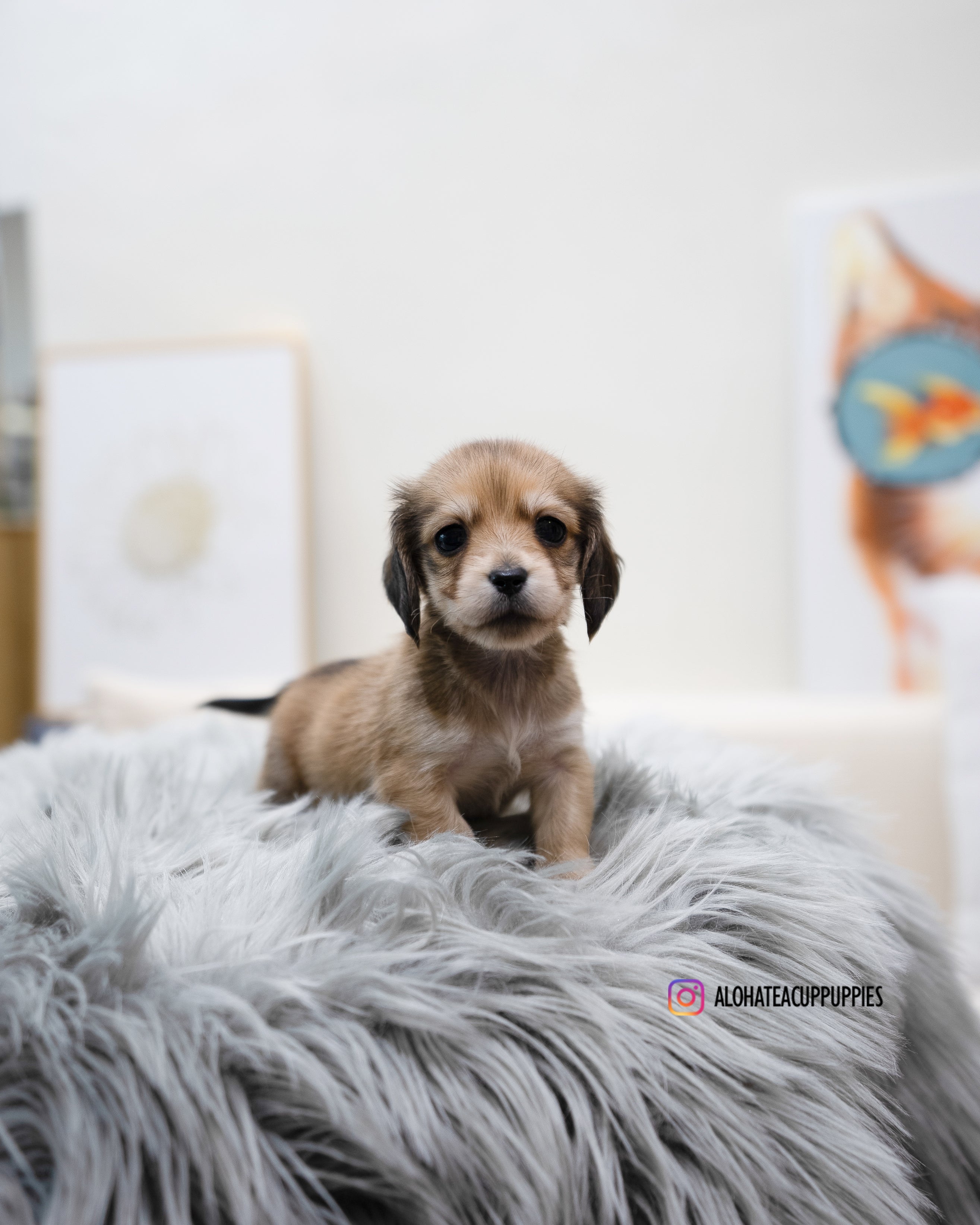 Isaac [TEACUP DACHSHUND]