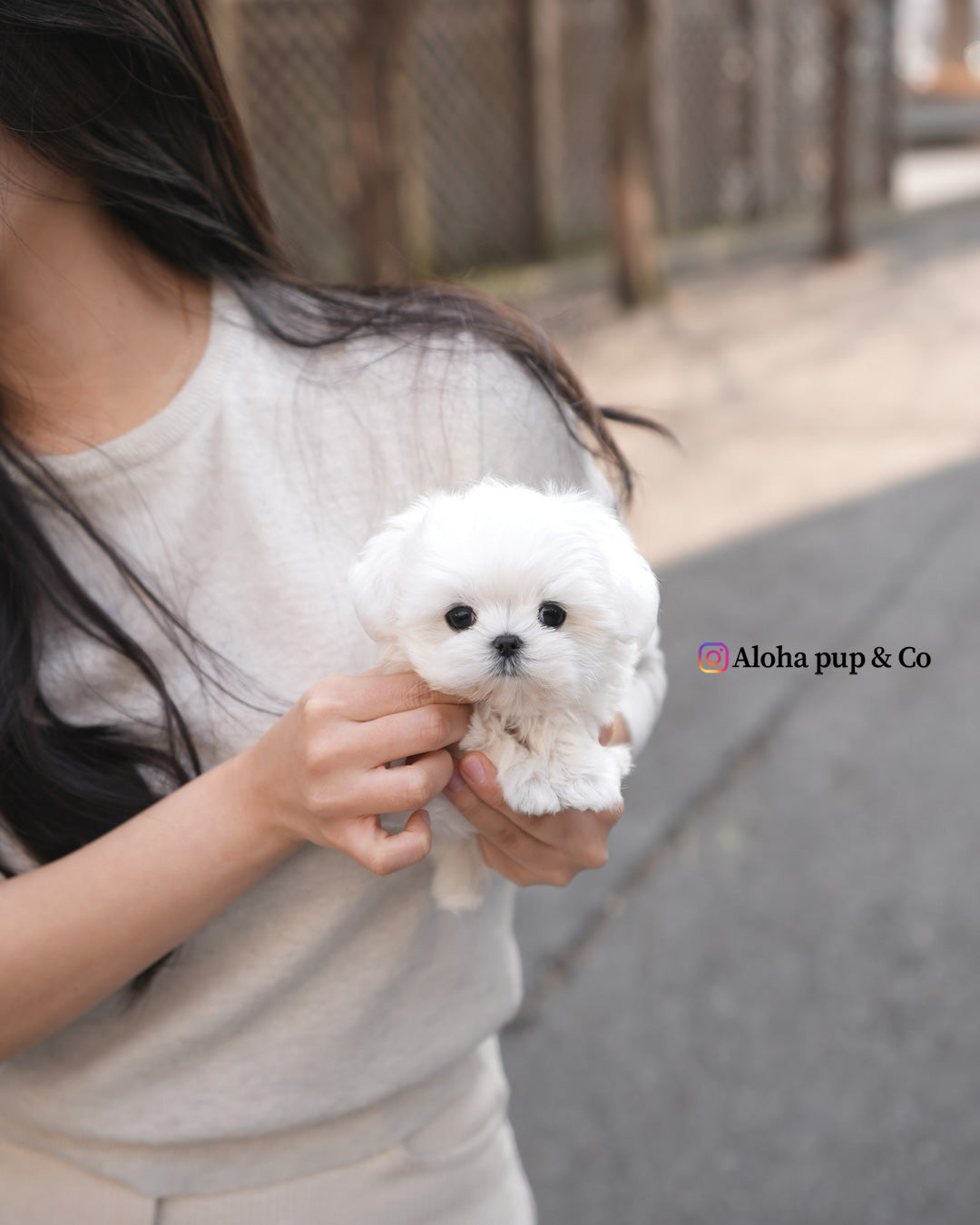 Otis [TEACUP MALTESE]