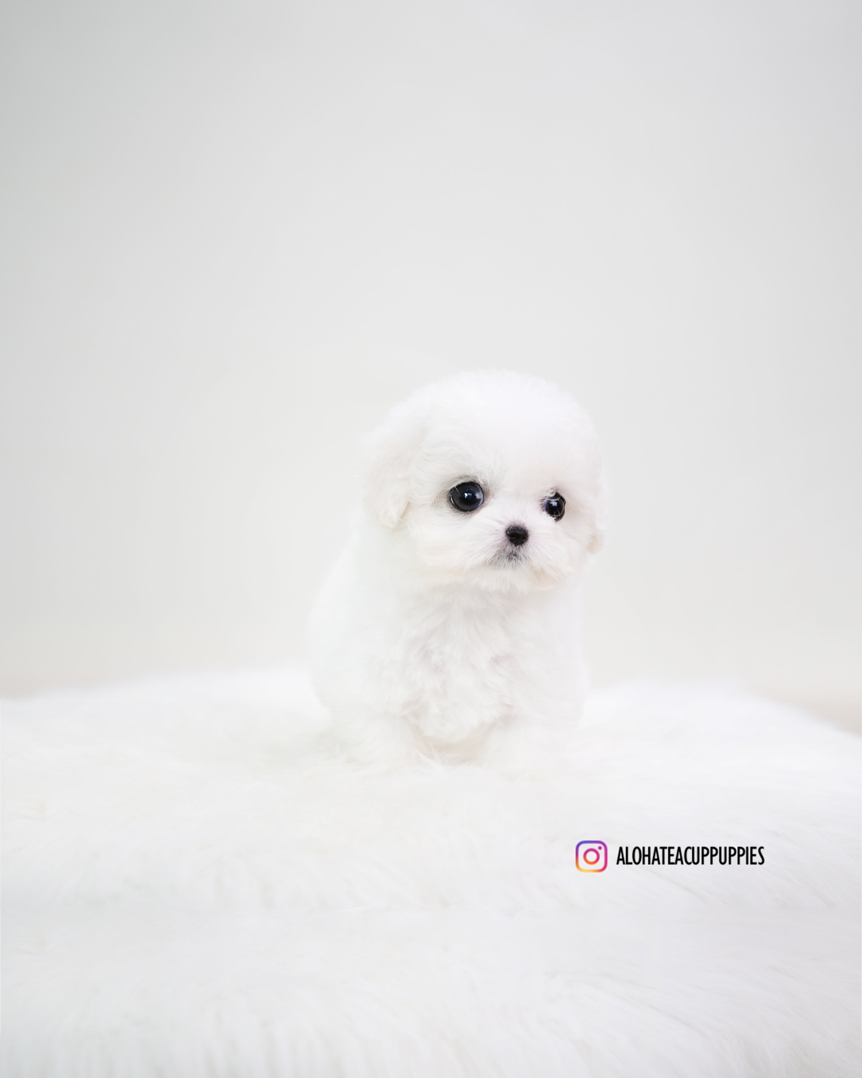 Emily [TEACUP BICHON]