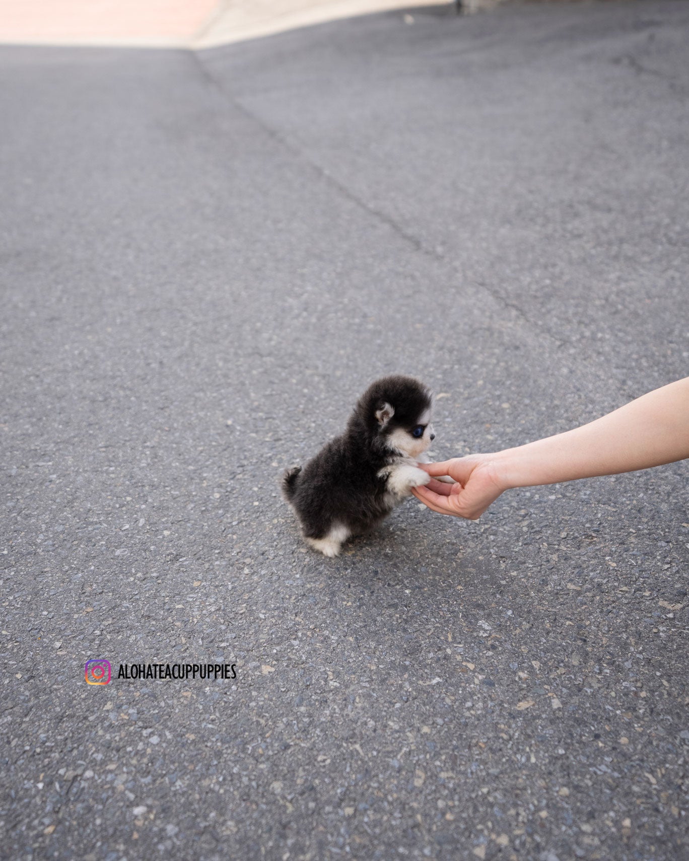 Foufou [TEACUP POMSKY]