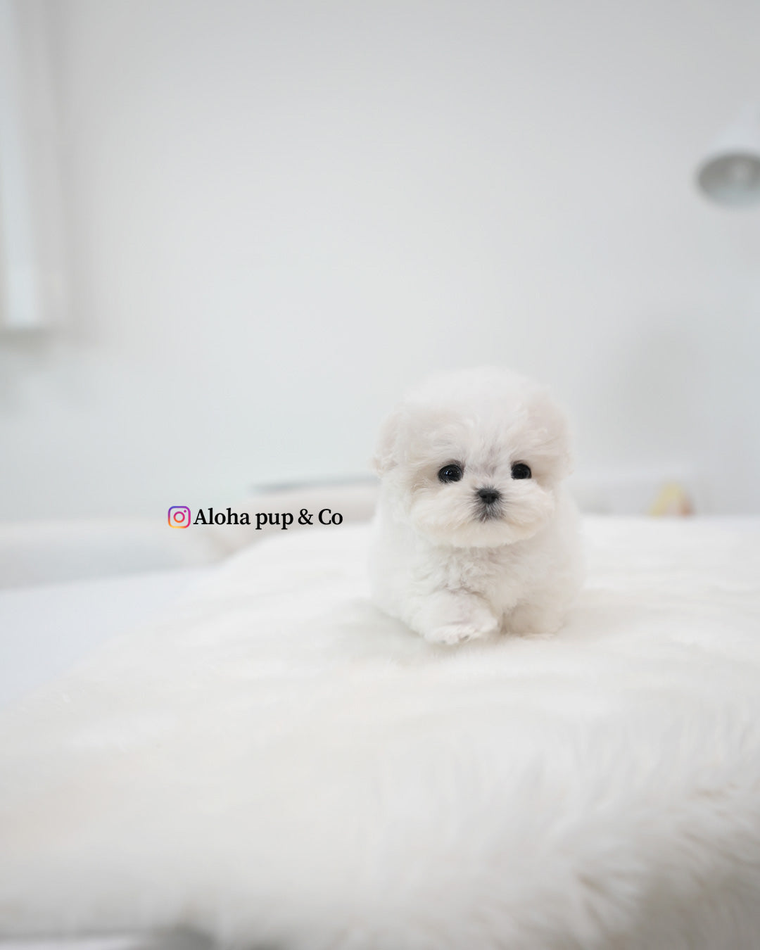 Bubu [TEACUP BICHON]