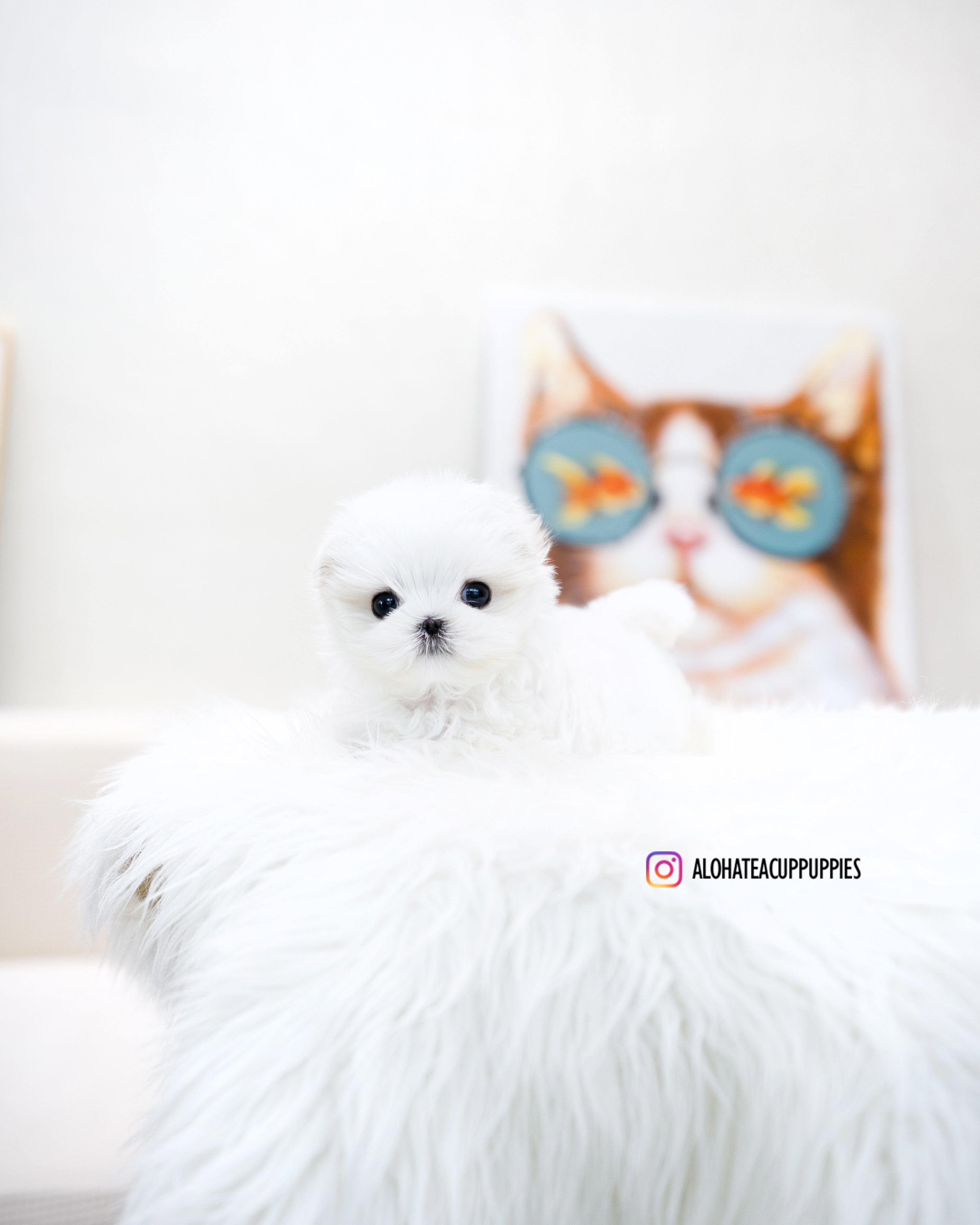Caly [TEACUP MALTESE]