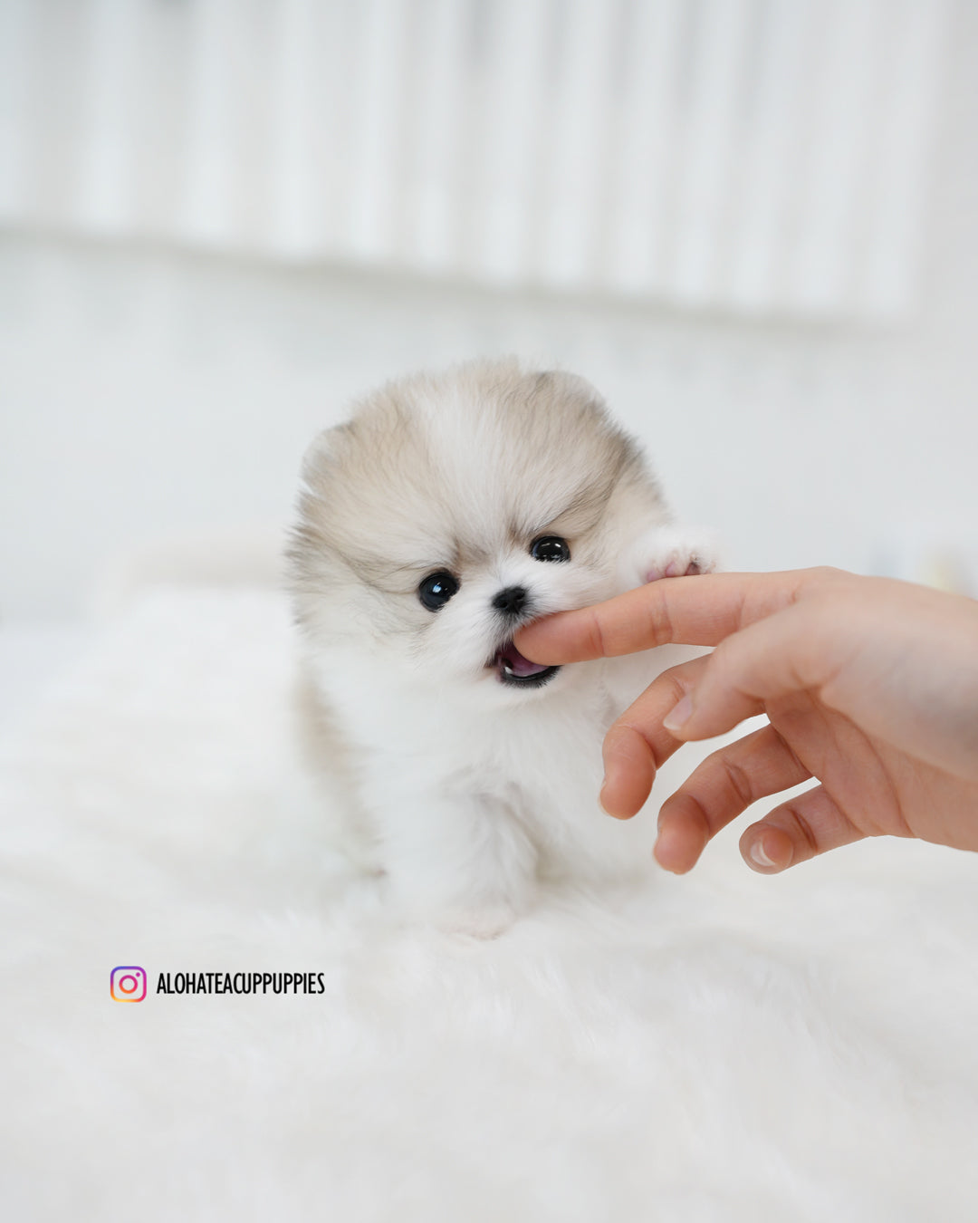 芙罗拉 [茶杯博美犬]