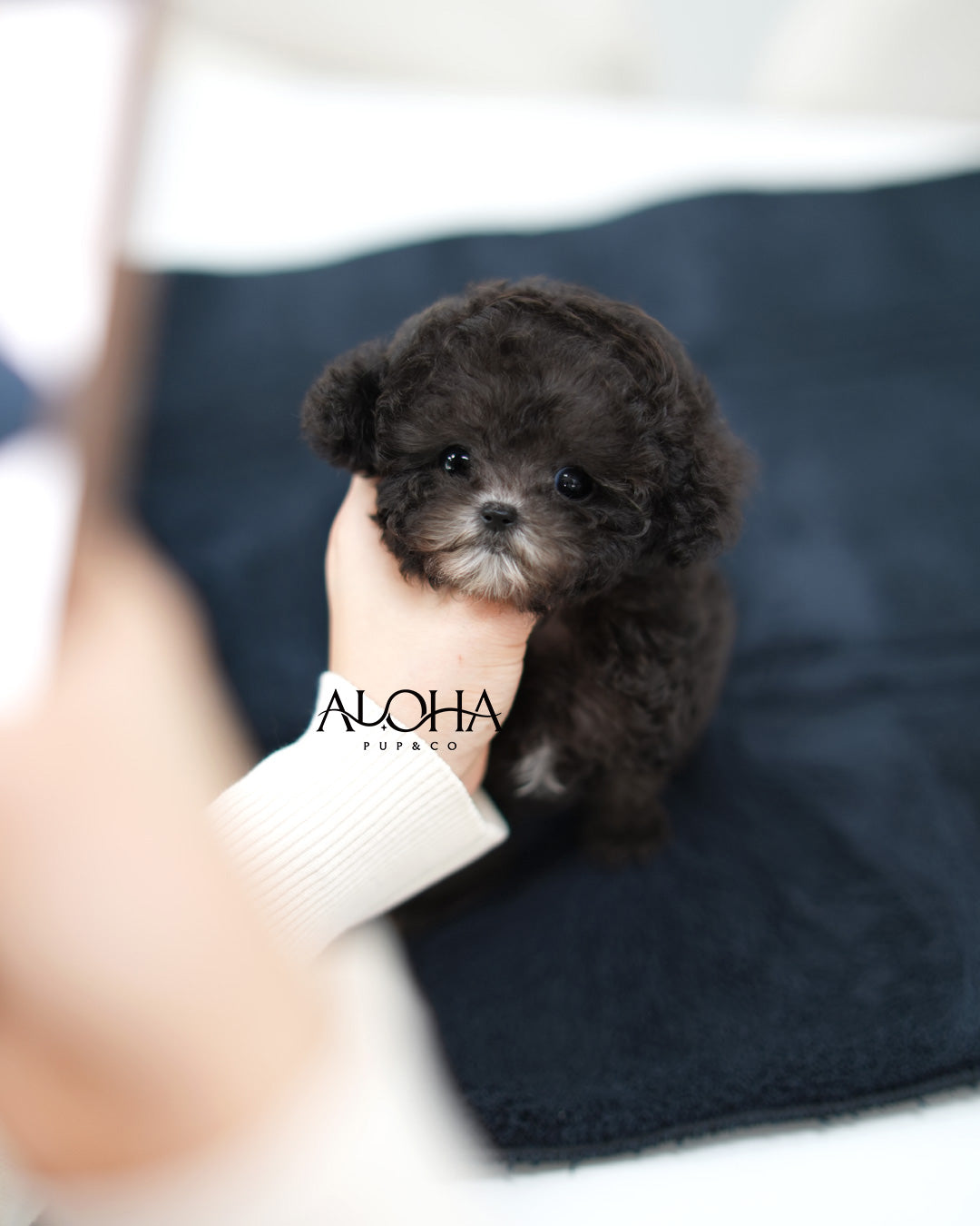 Bijou [Teacup POODLE]