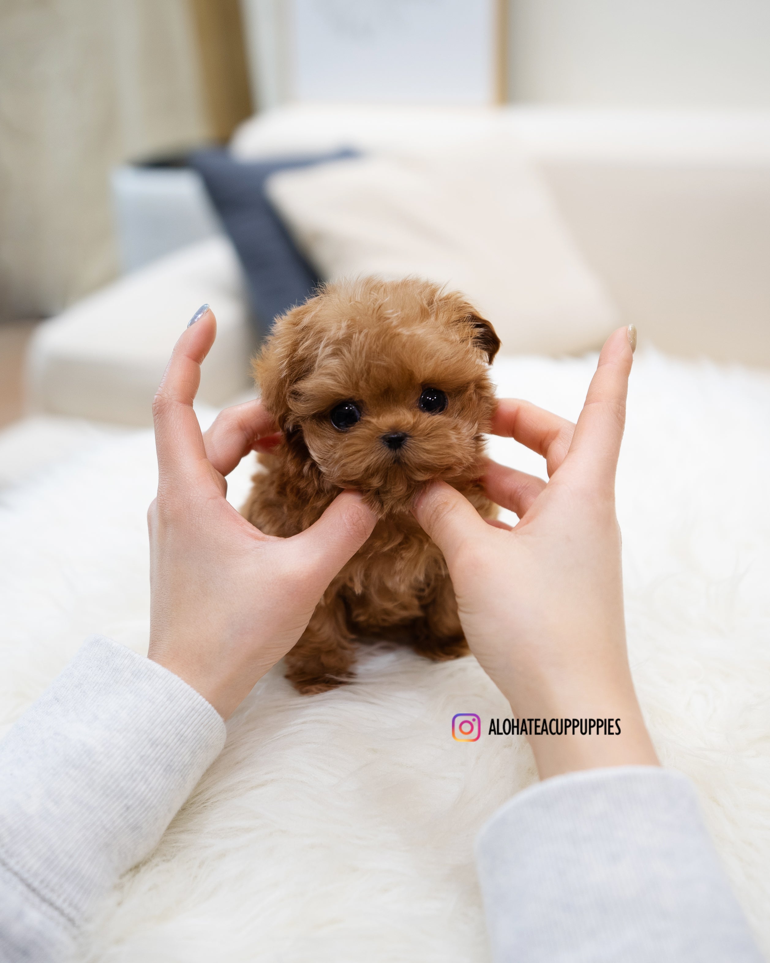 Magot [TEACUP MALTIPOO]