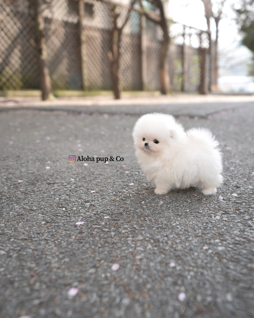 Zuri [POMERANIA TAZA DE TÉ]