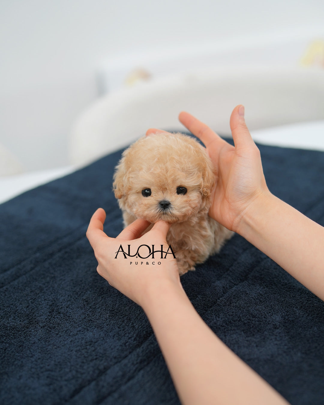 Liv [TEACUP POODLE]