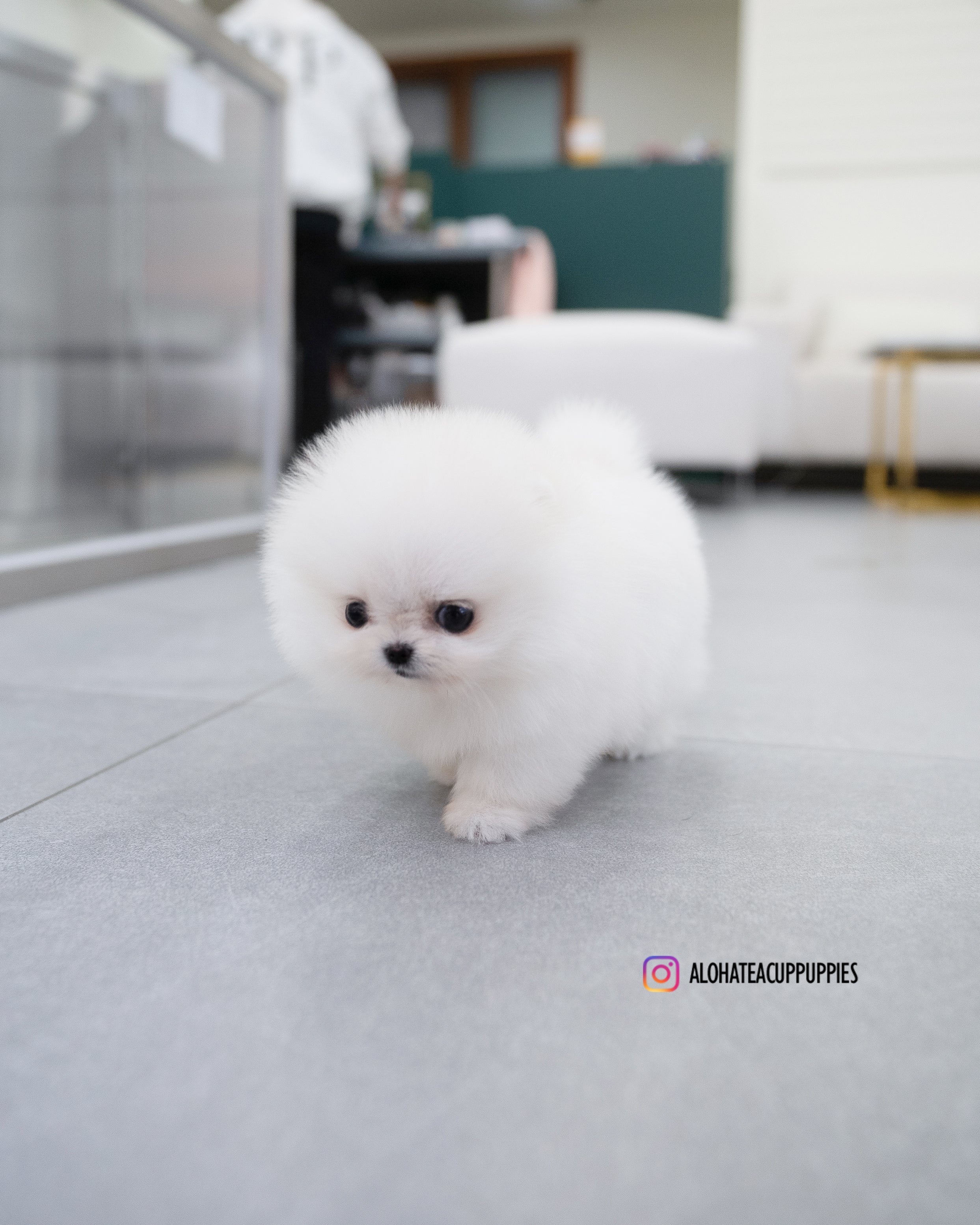 五月 [茶杯博美犬]