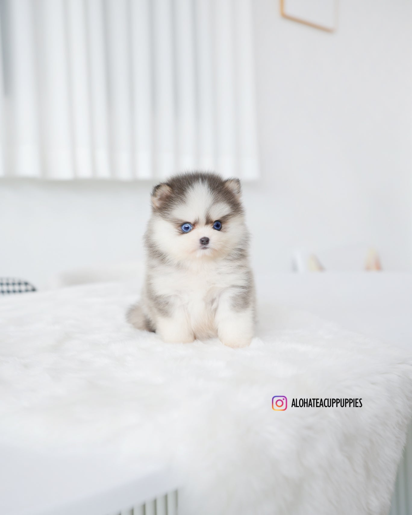 Elsa [POMSKY MINIATURA]