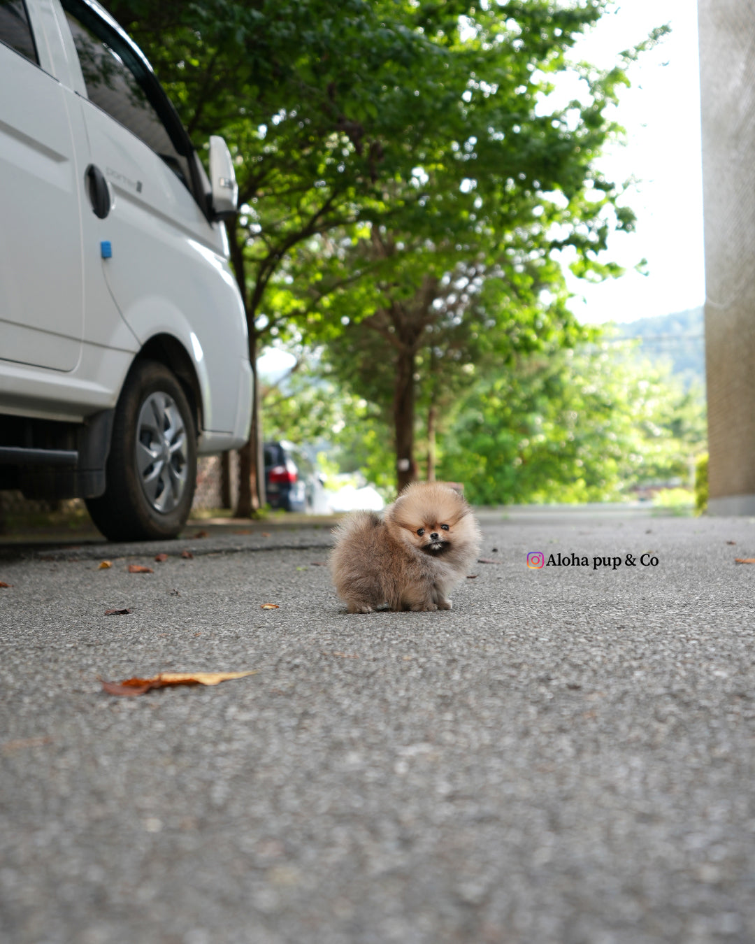 Berry [POMERANIA TAZA DE TÉ]