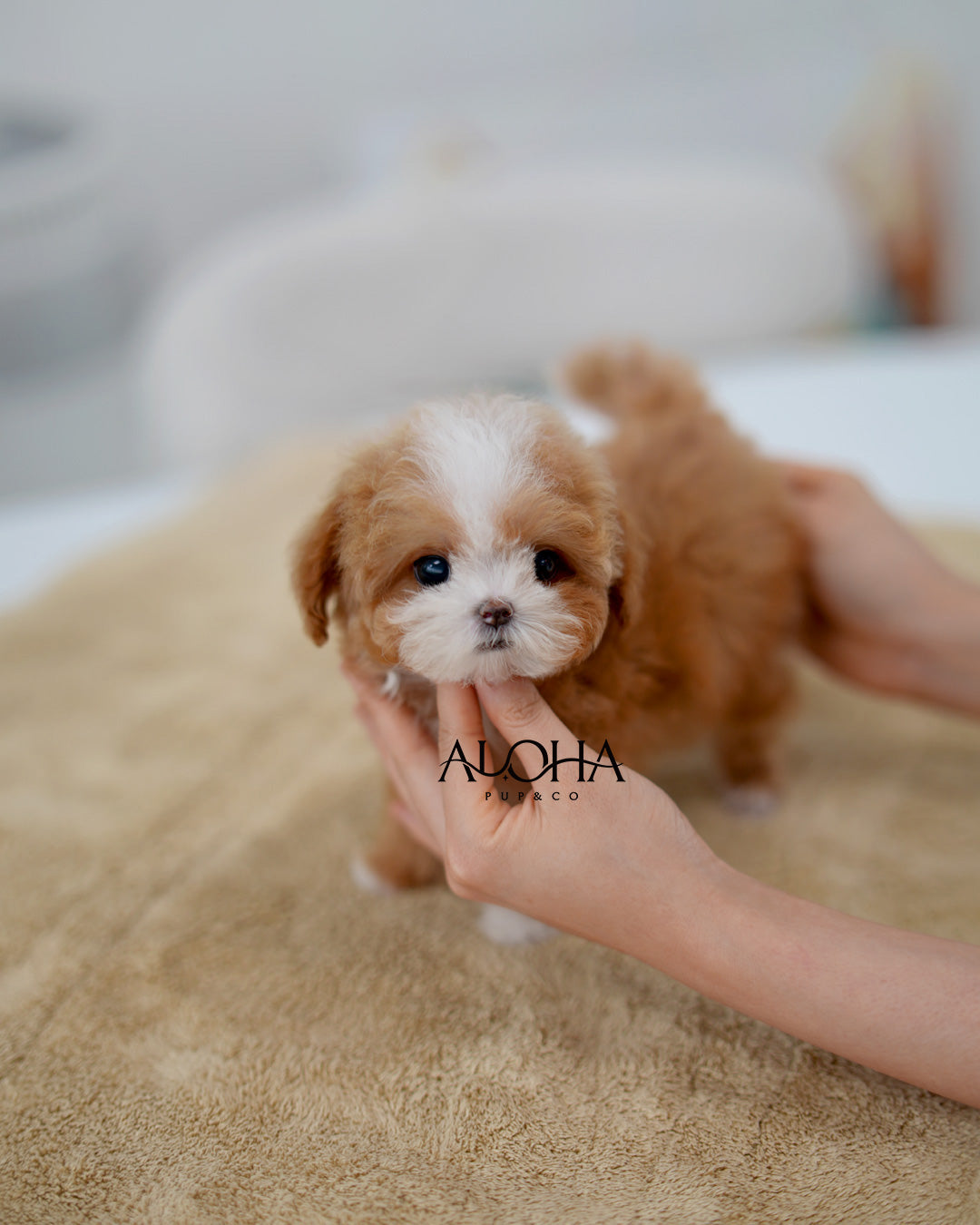 Molly [TEACUP MALTIPOO]