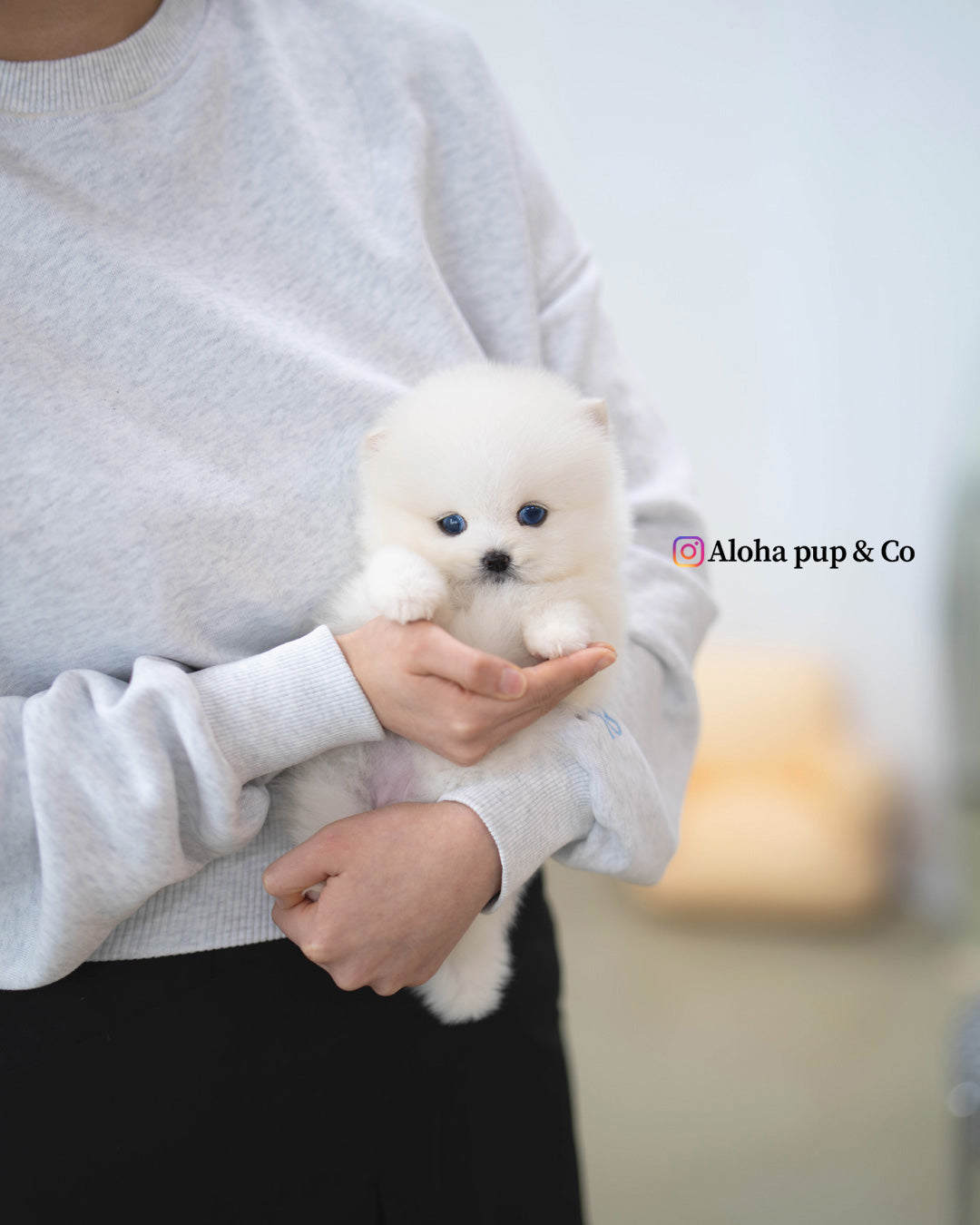 Goyard [Mini POMSKY]