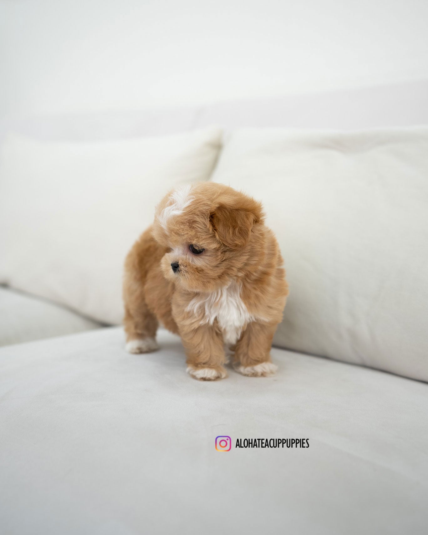 Eden [TEACUP MALTIPOO]