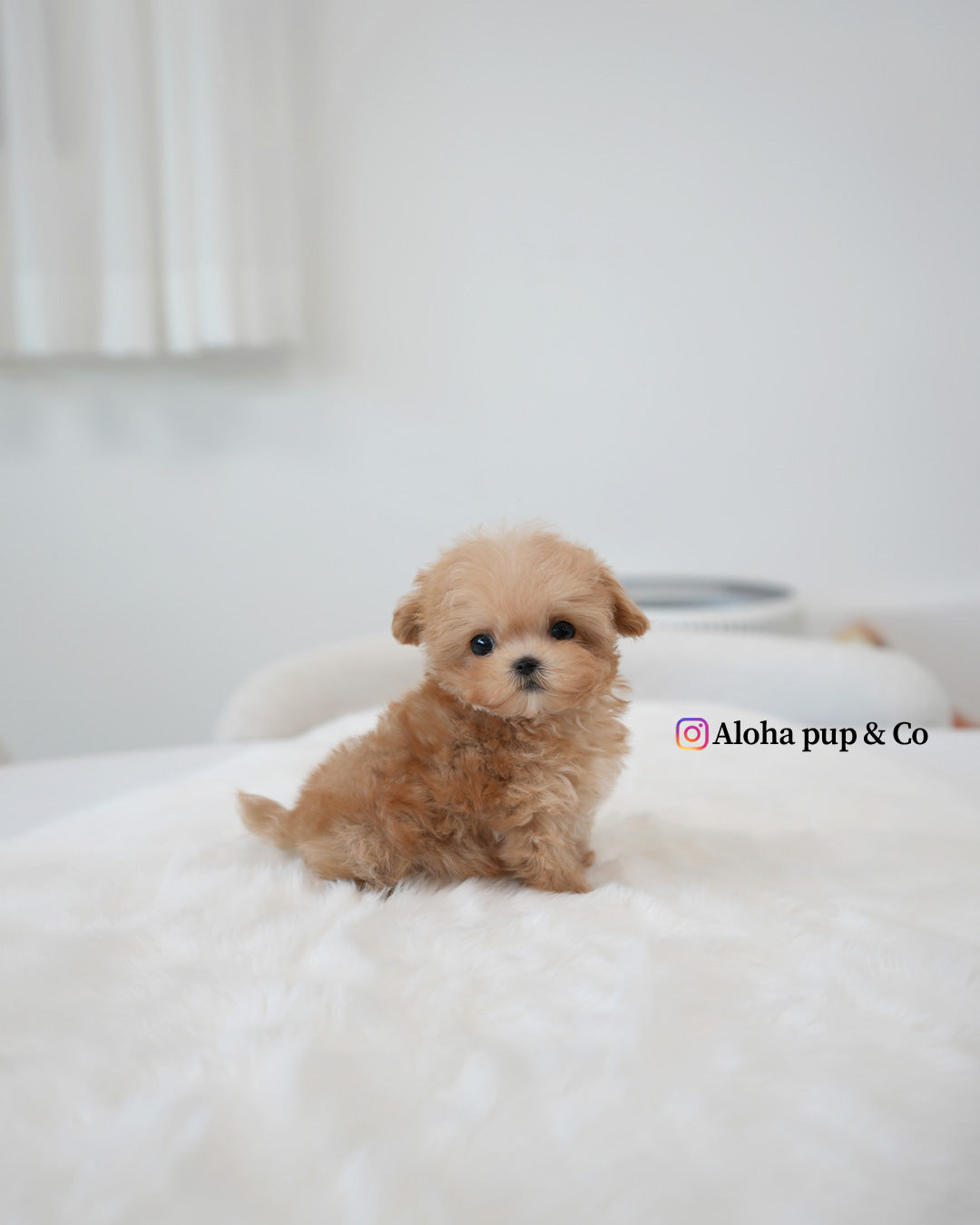 Moto [TEACUP MALTIPOO]