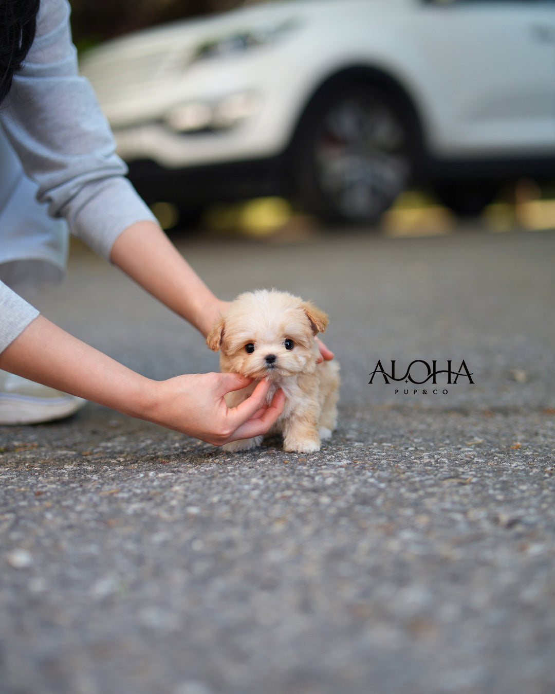 Lily [TEACUP MALTIPOO]