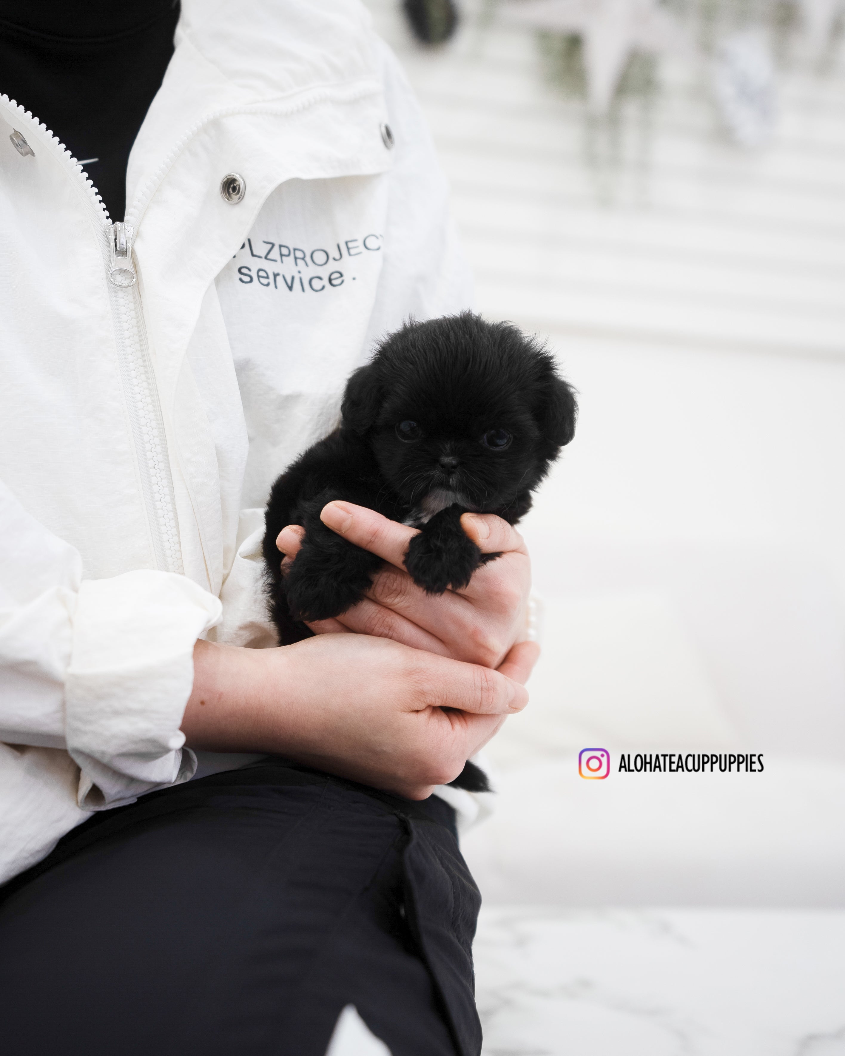 Haribo [TEACUP MALTIPOO]
