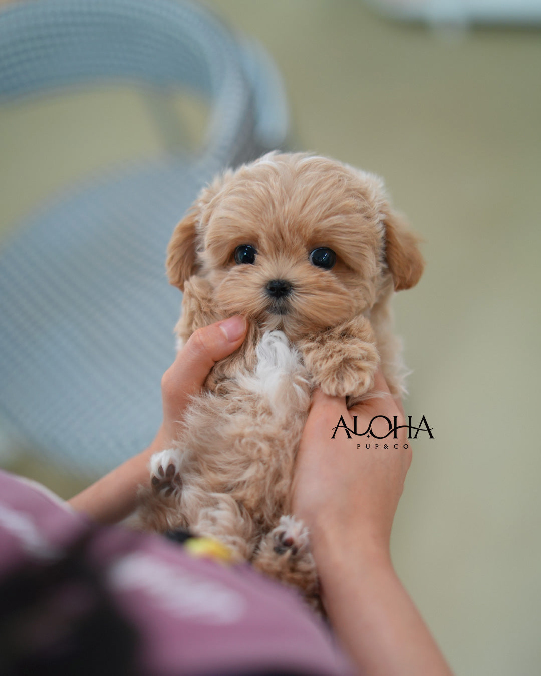 Nemo [TEACUP MALTIPOO]
