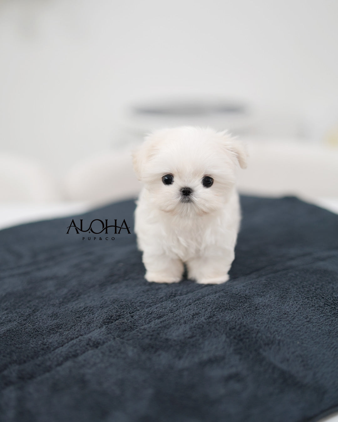 Ben [TEACUP Maltese]