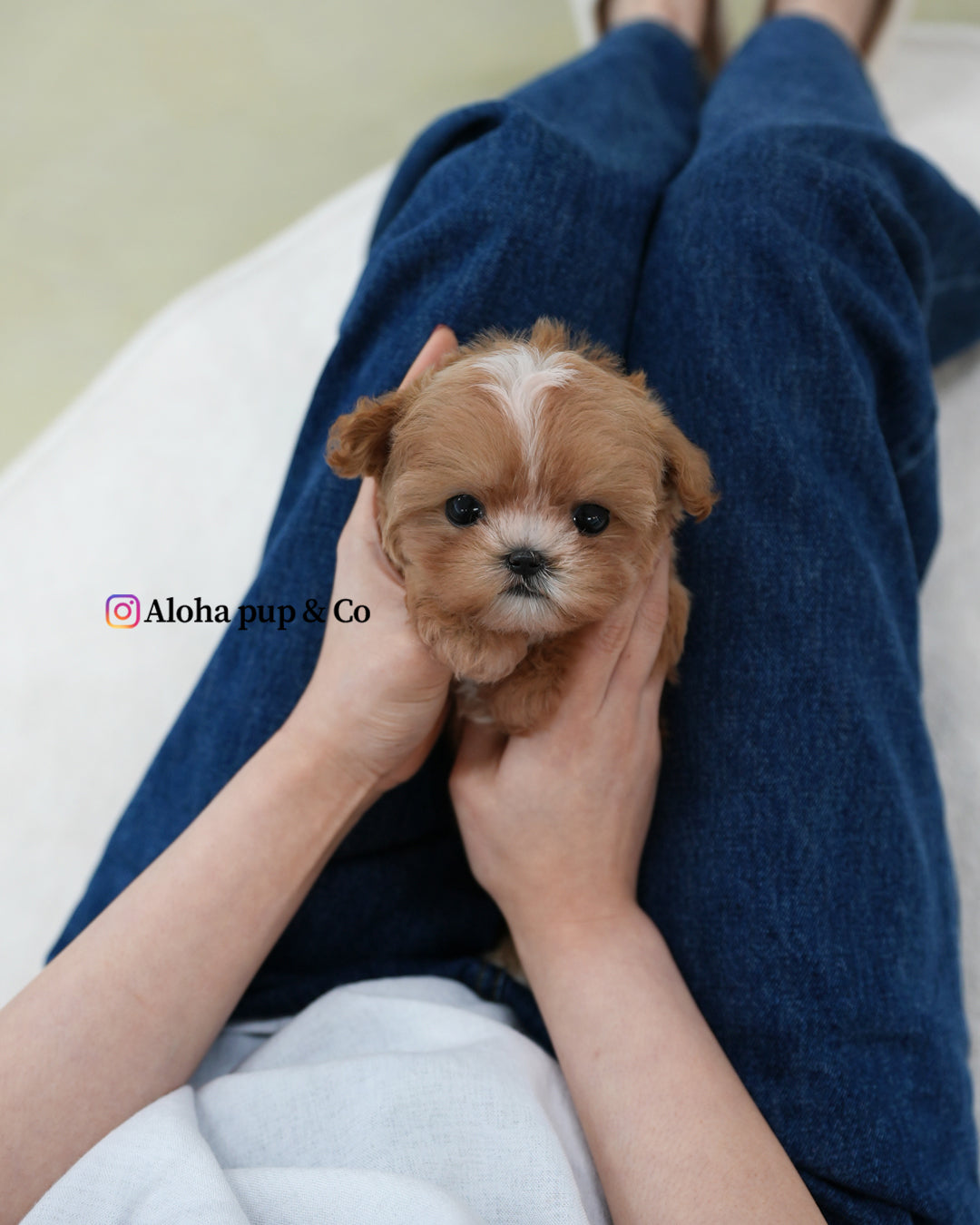 Zeno [TEACUP MALTIPOO]