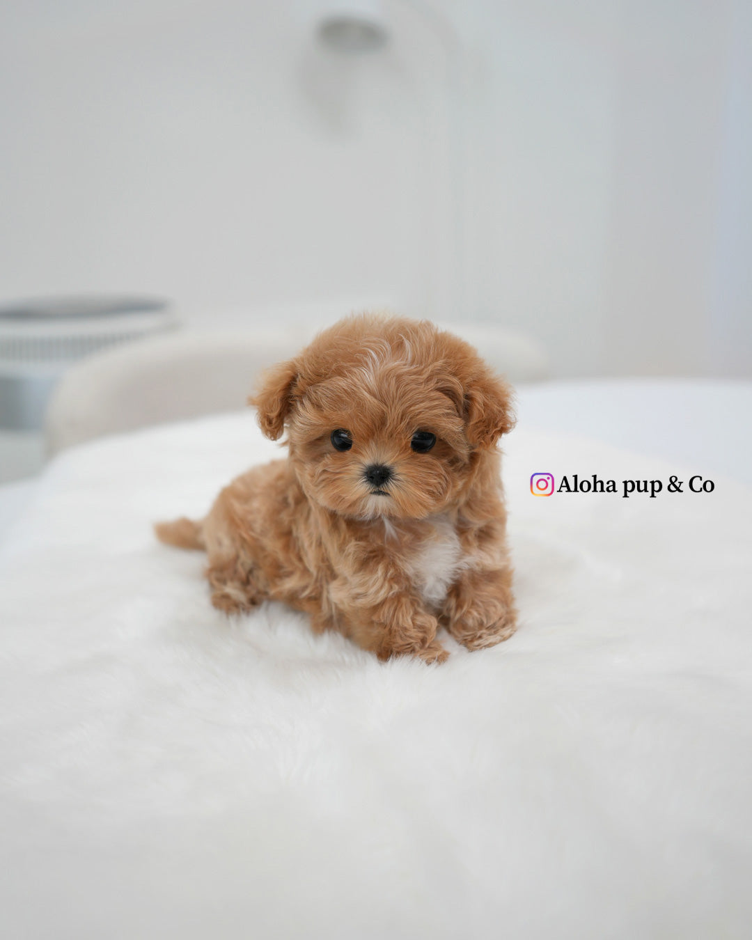 Nala [TEACUP MALTIPOO]