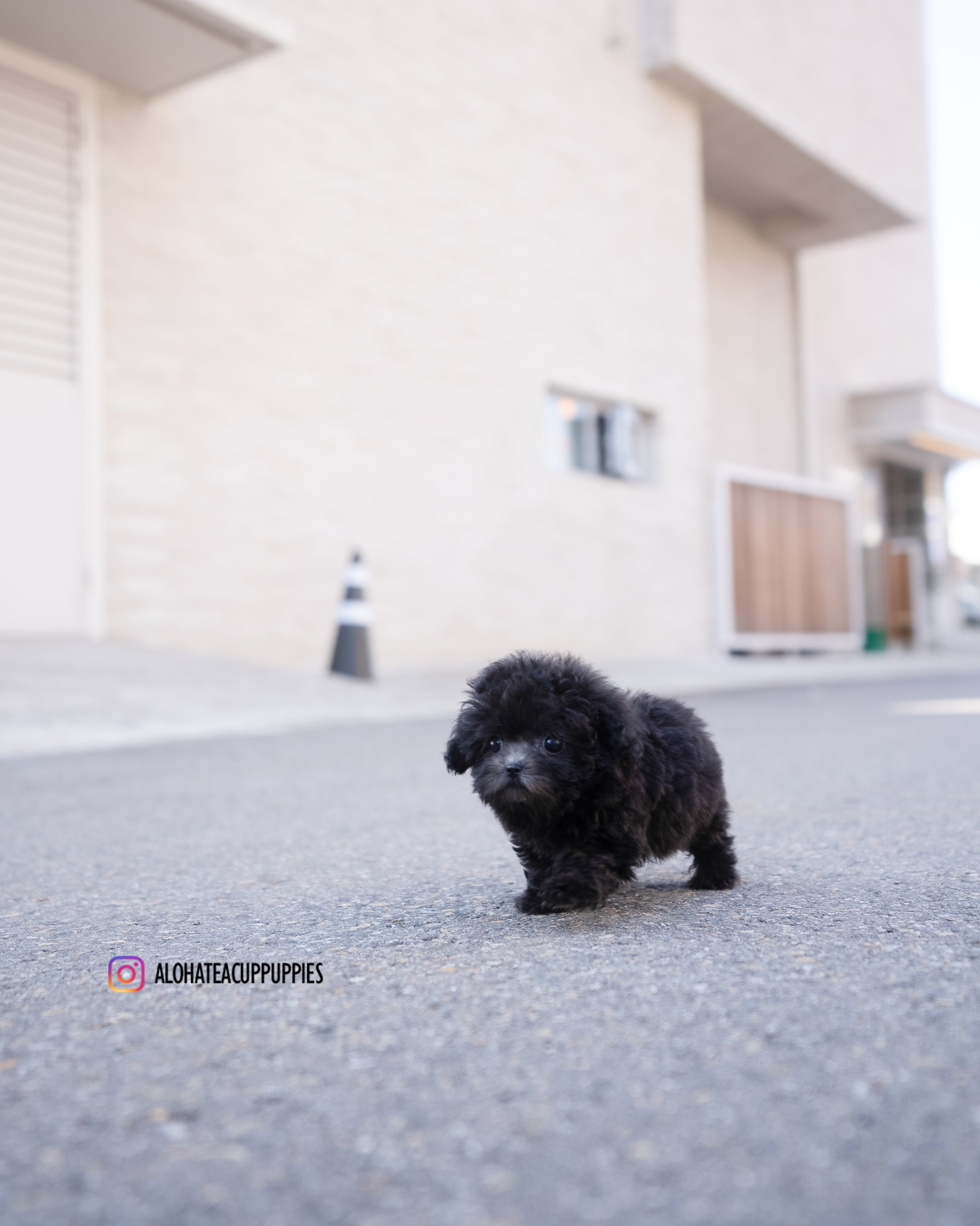 Blake [TEACUP POODLE]