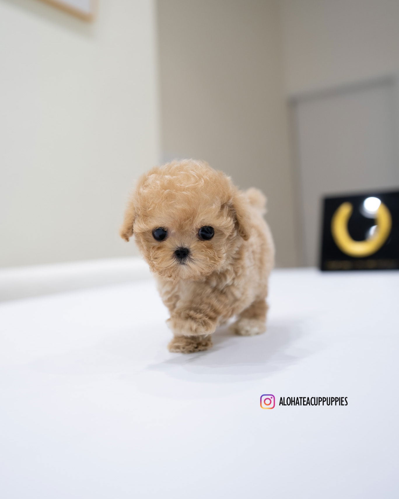 Jace [TEACUP POODLE]