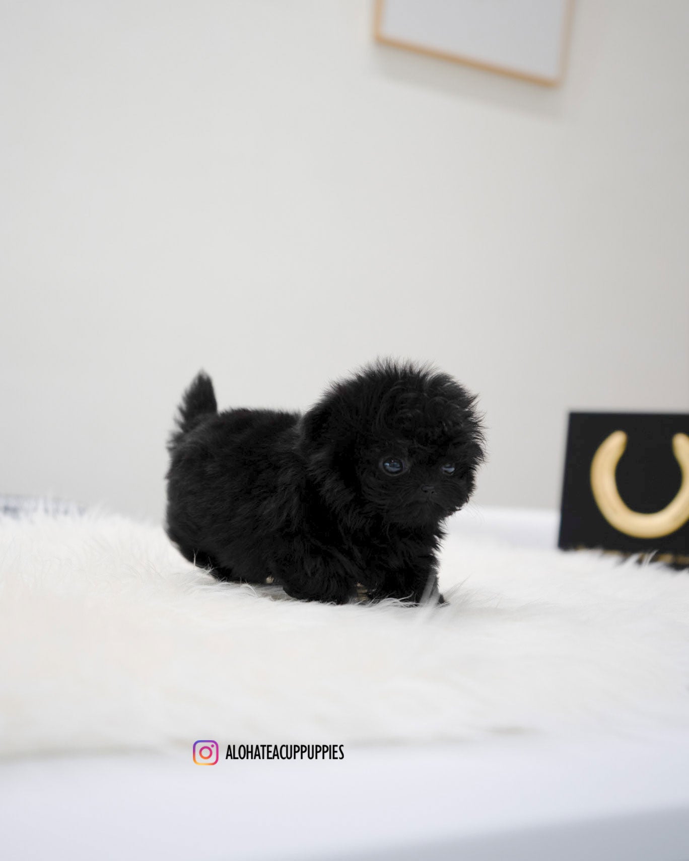 Bin [TEACUP MALTIPOO]