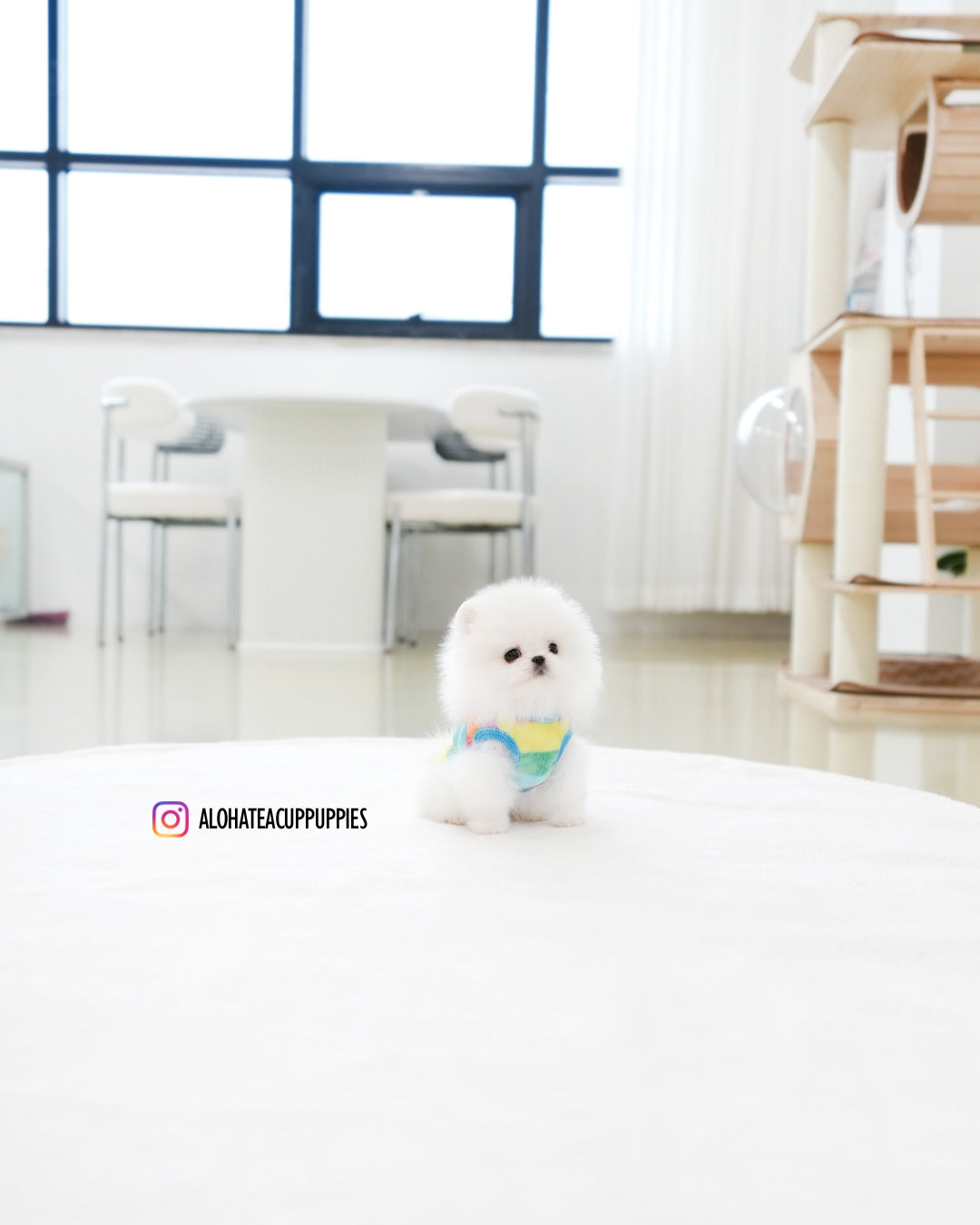 Milo [POMERANIA TAZA DE TÉ]