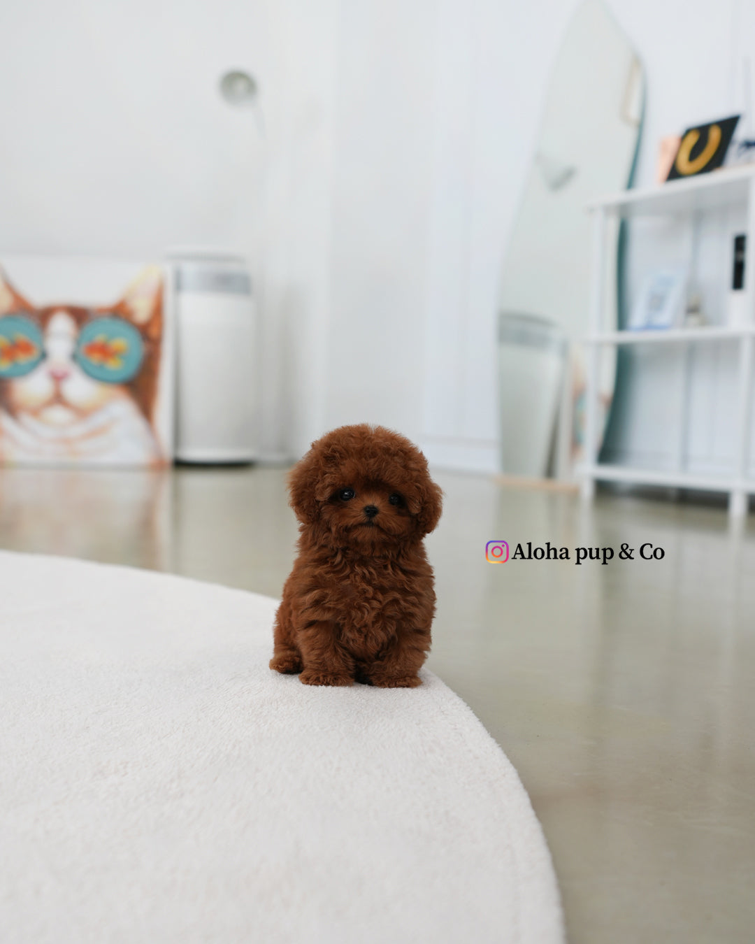 Pony [TEACUP POODLE]