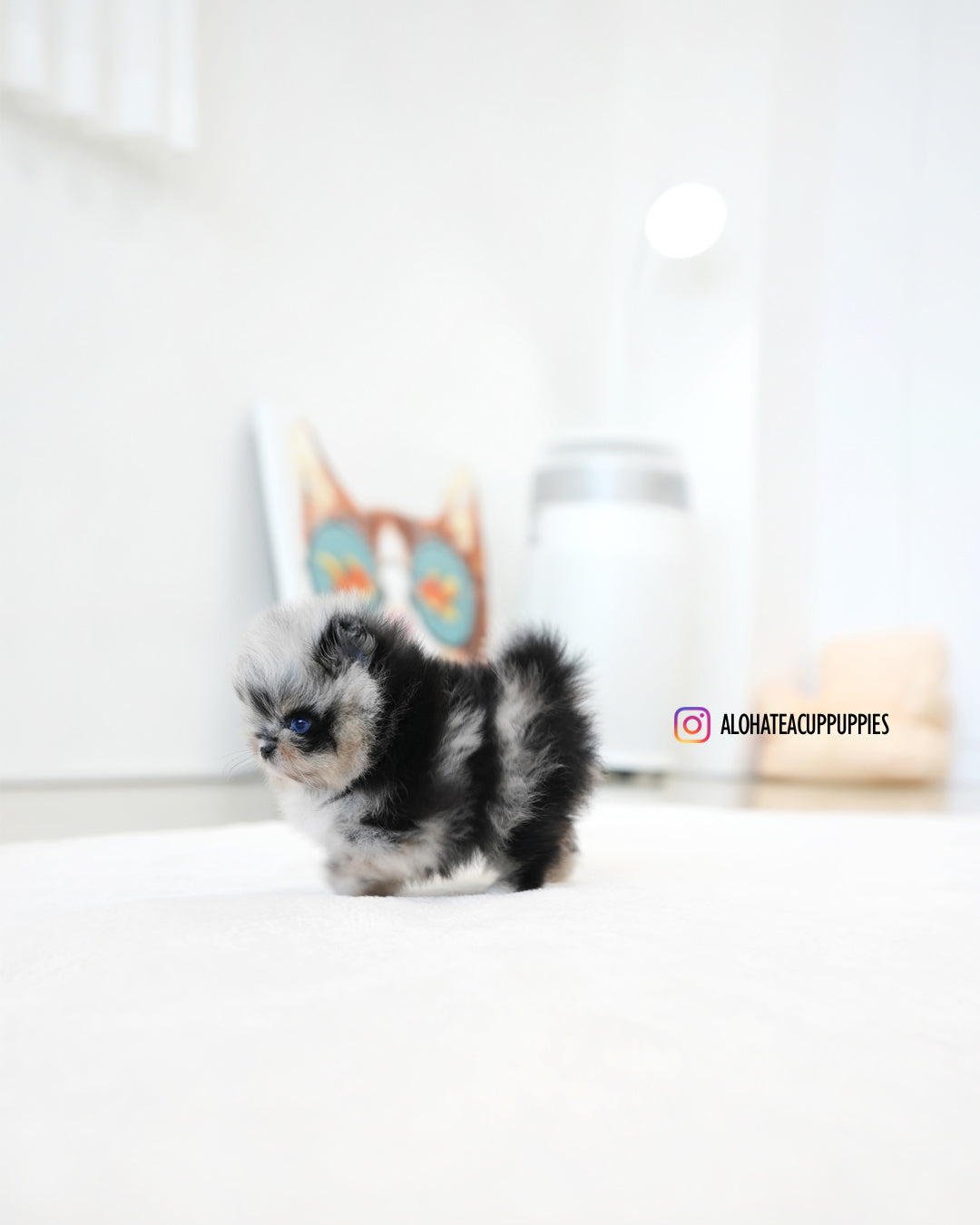 Benny [POMERANIA TAZA DE TÉ]