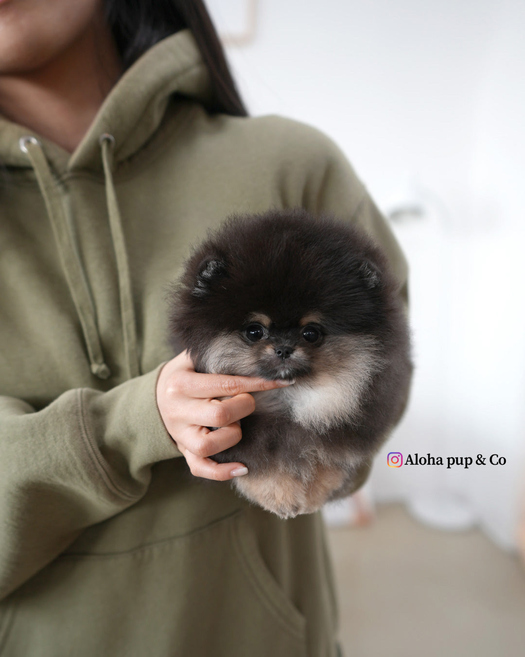 Bella [POMERANIA TAZA DE TÉ]