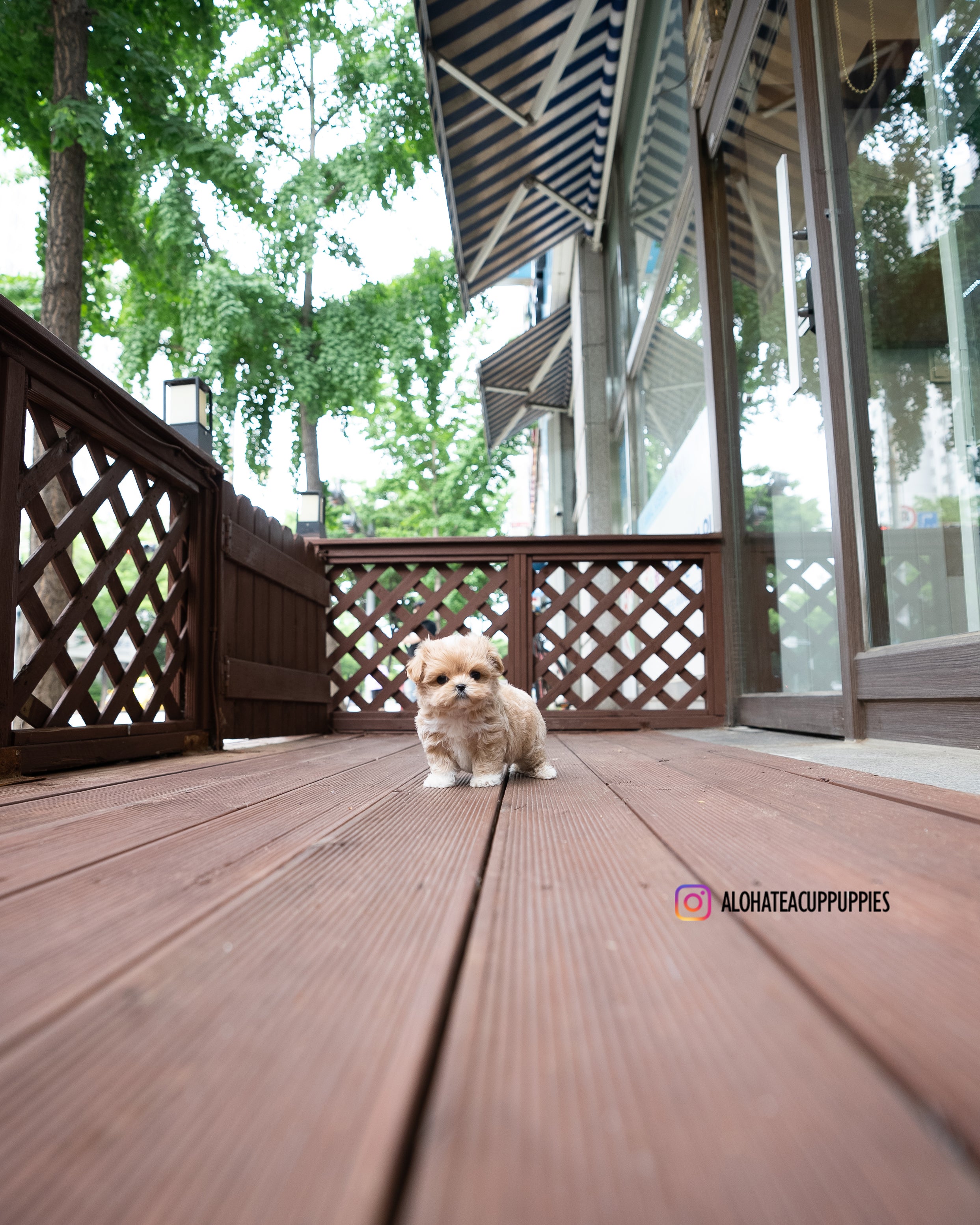 Harry [TEACUP MALTIPOO]