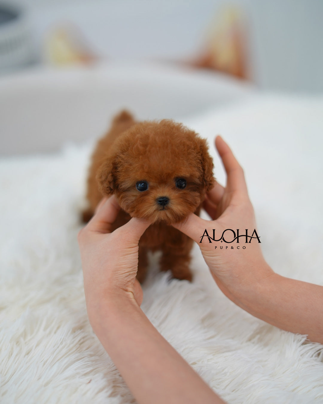 Sasha [TEACUP POODLE]