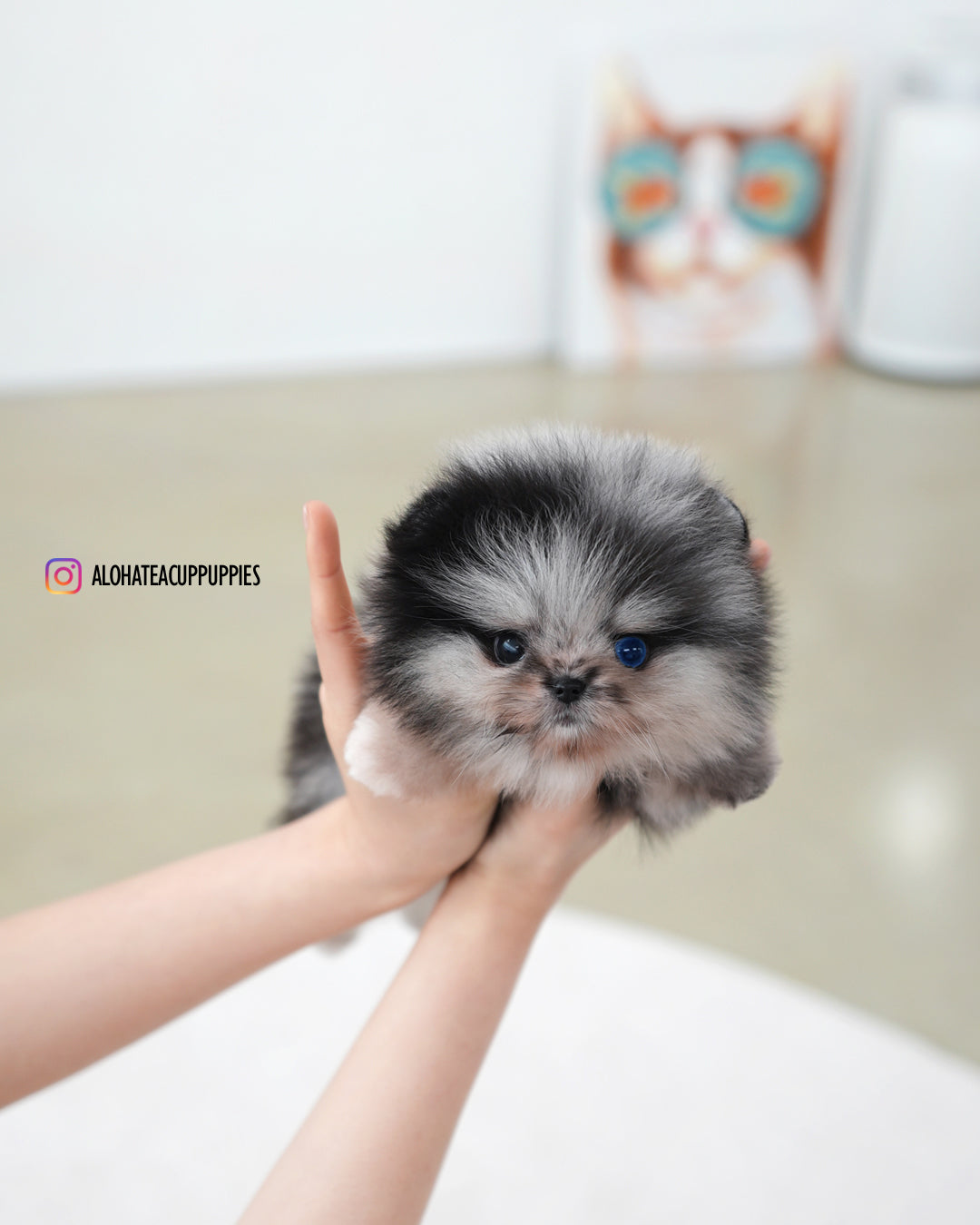Felix [POMERANIA TAZA DE TÉ]