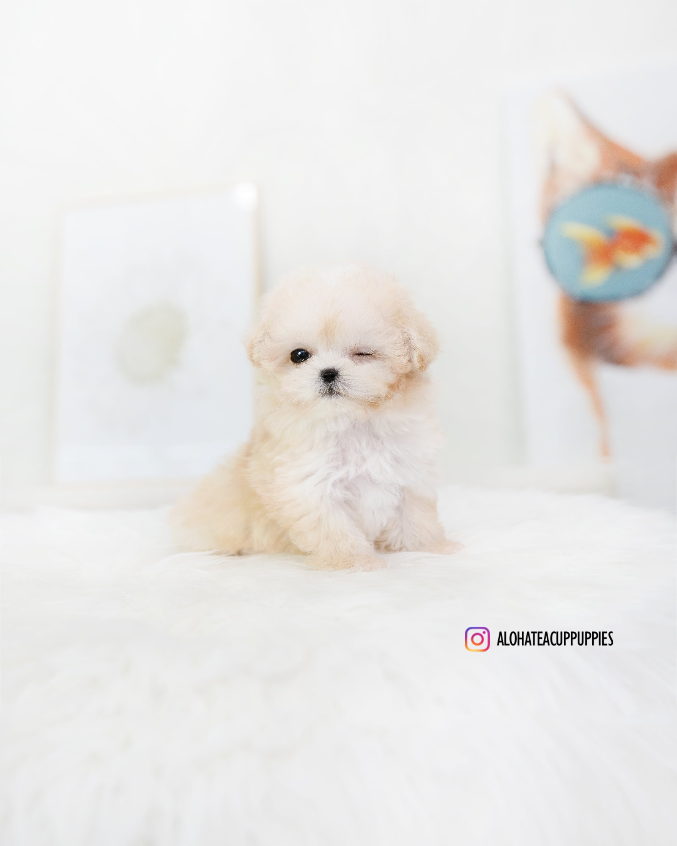 Son [TEACUP POODLE]