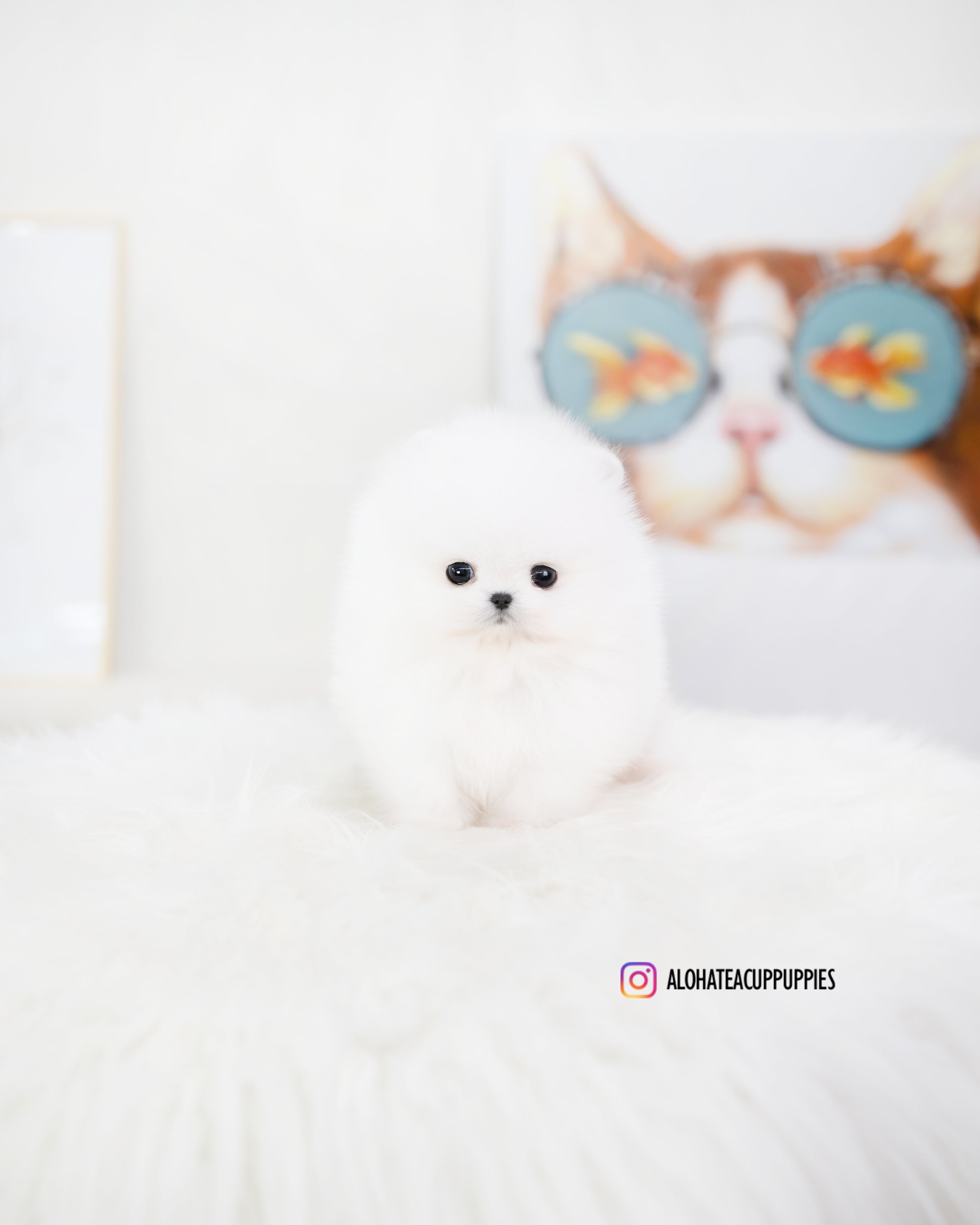 Roi [TEACUP POMERANIAN]