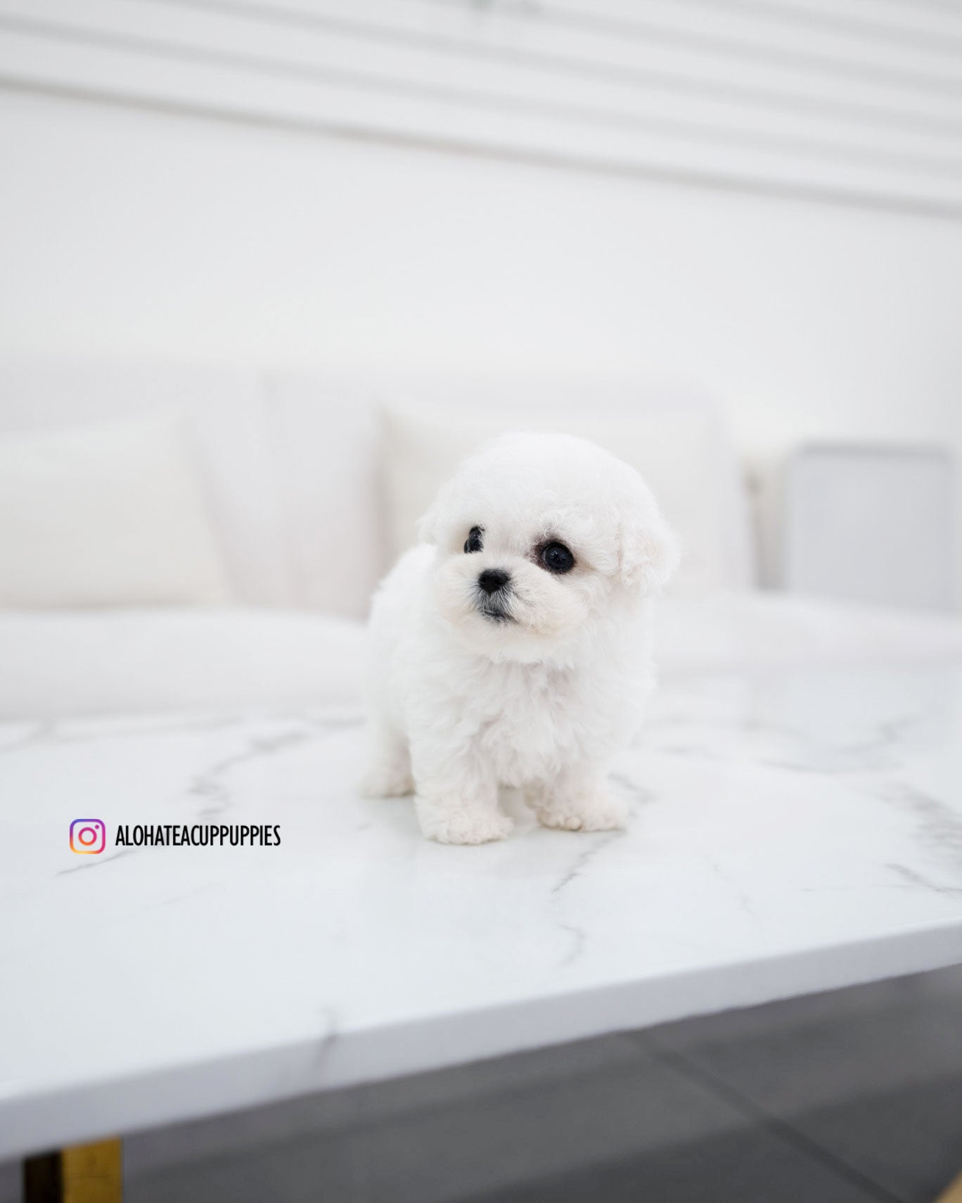 Vida [TEACUP BICHON]