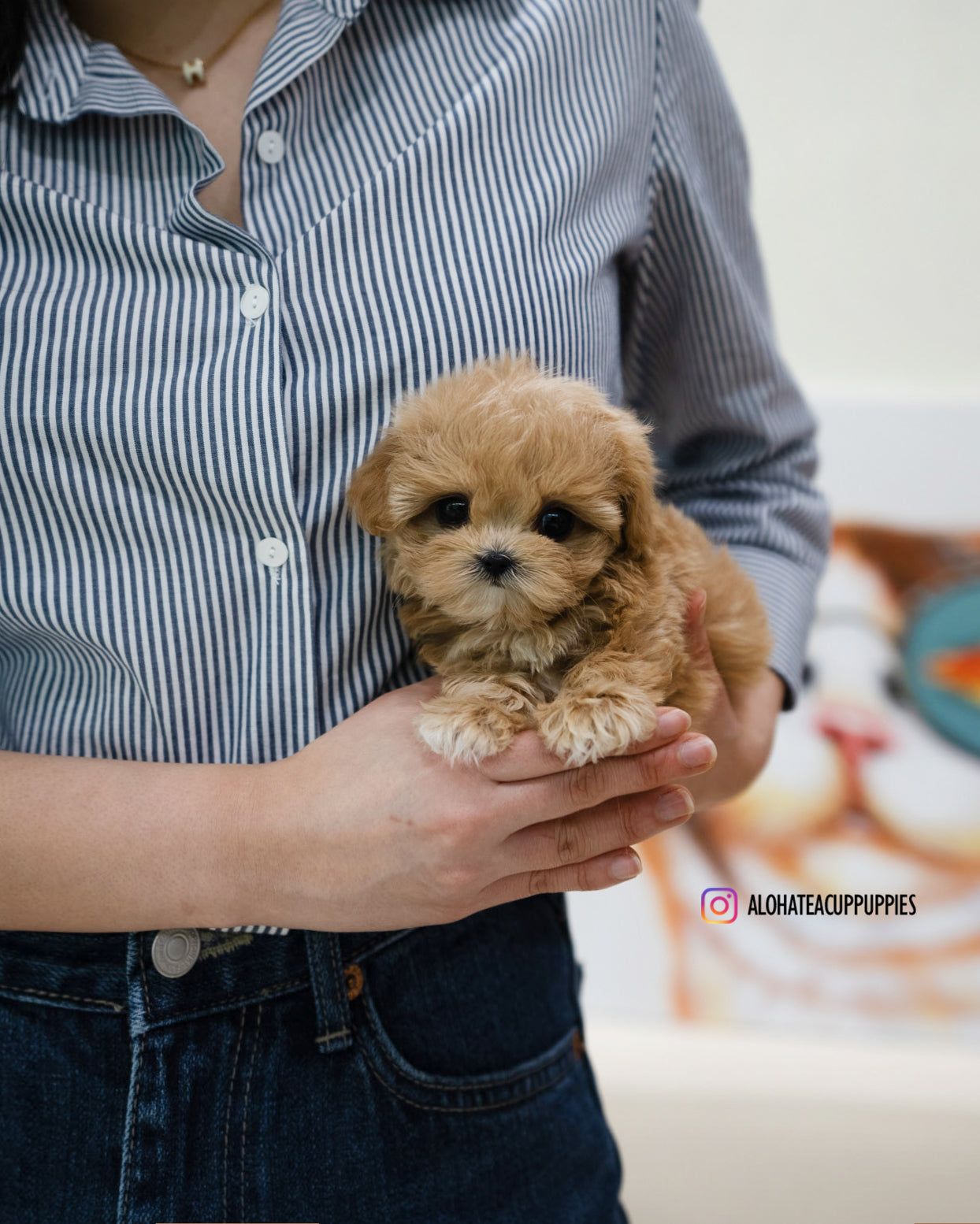 Mignon [TEACUP MALTIPOO]