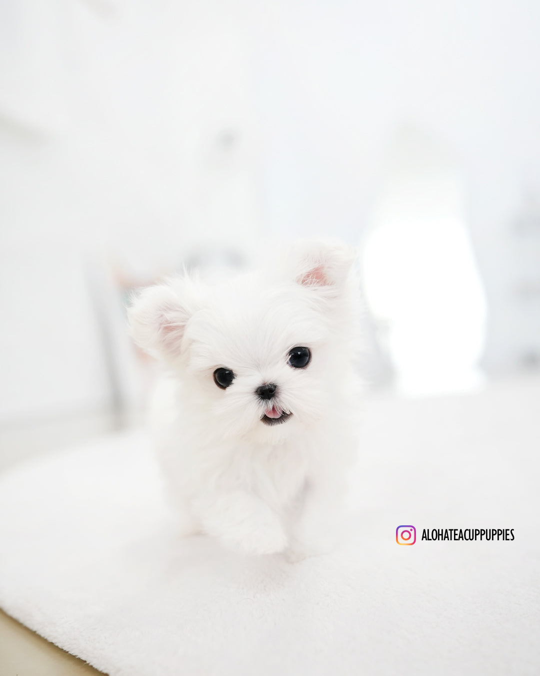 Dory [TEACUP MALTESE]