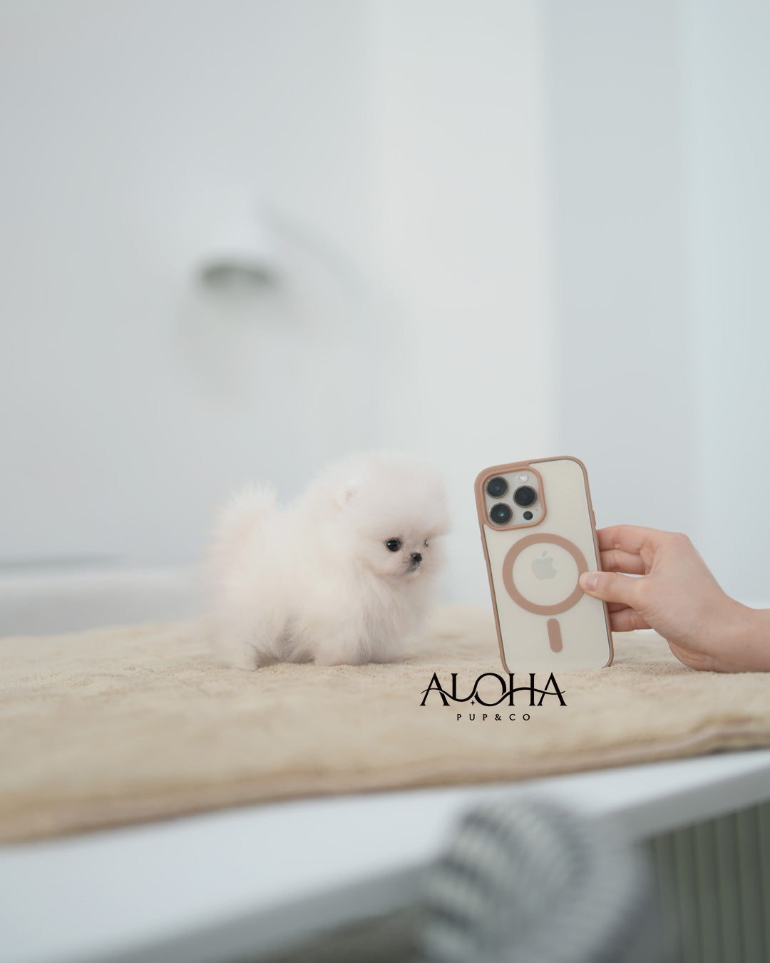 Mera [POMERANIA TAZA DE TÉ]