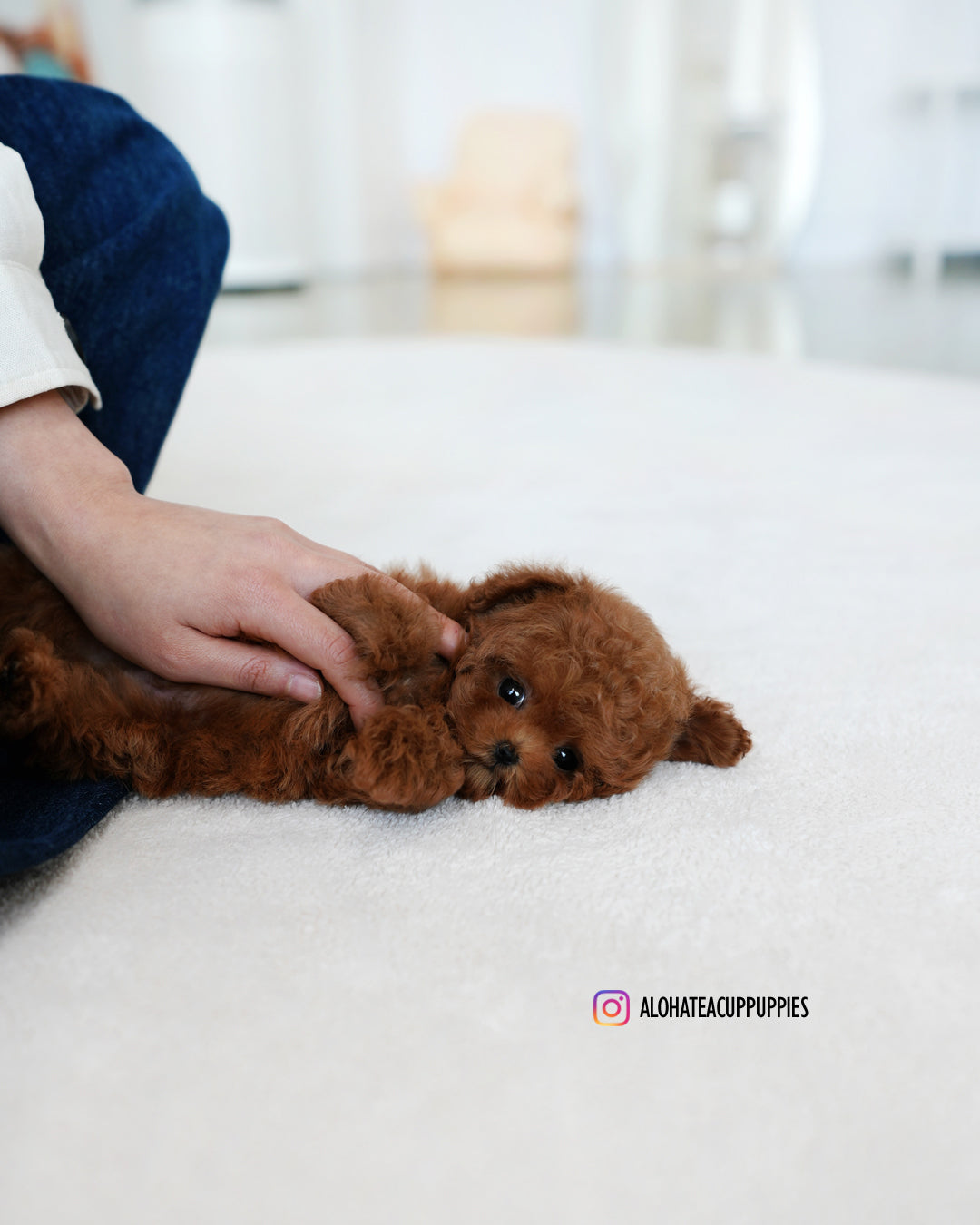 Finn [TEACUP MALTIPOO]