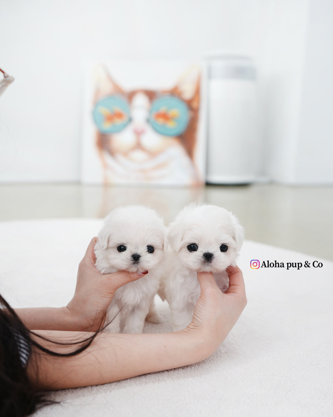 Daon [TEACUP MALTESE]