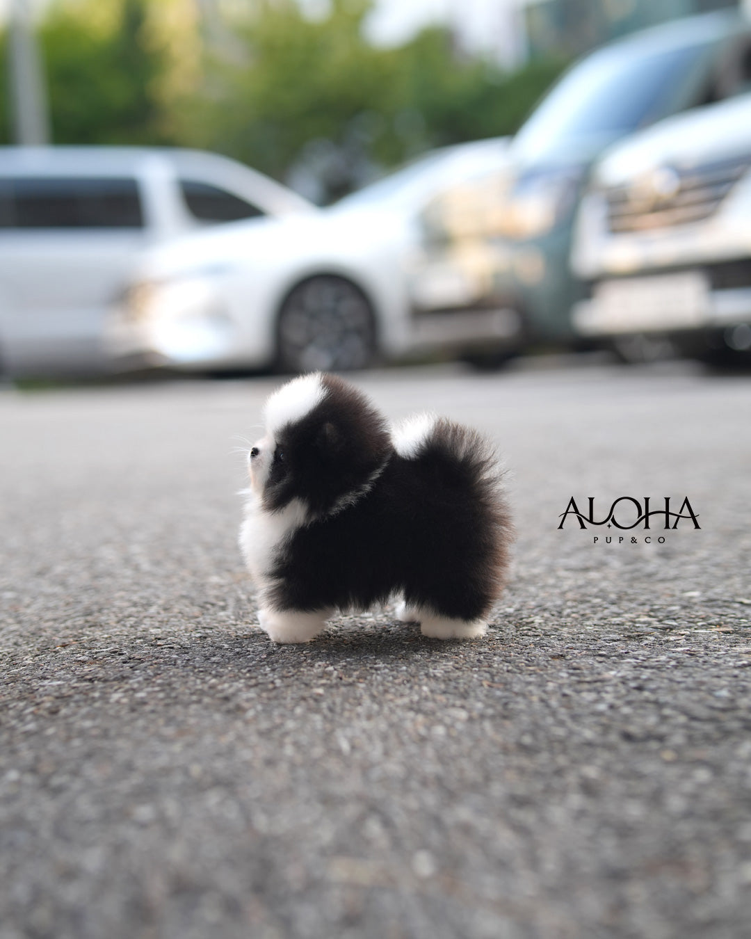 Pingu [TEACUP POMERANIAN]